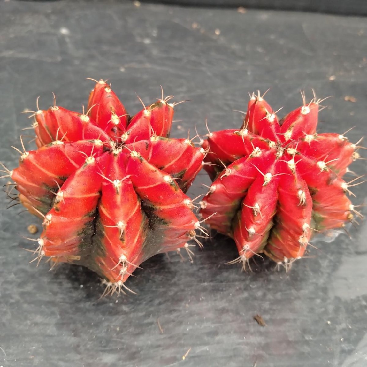 8427 「多肉植物」ギムノカリキウム 緋牡丹錦 抜き苗2株セット【現品・ヒボタン・サボテン・Gymnocalycium】_画像1