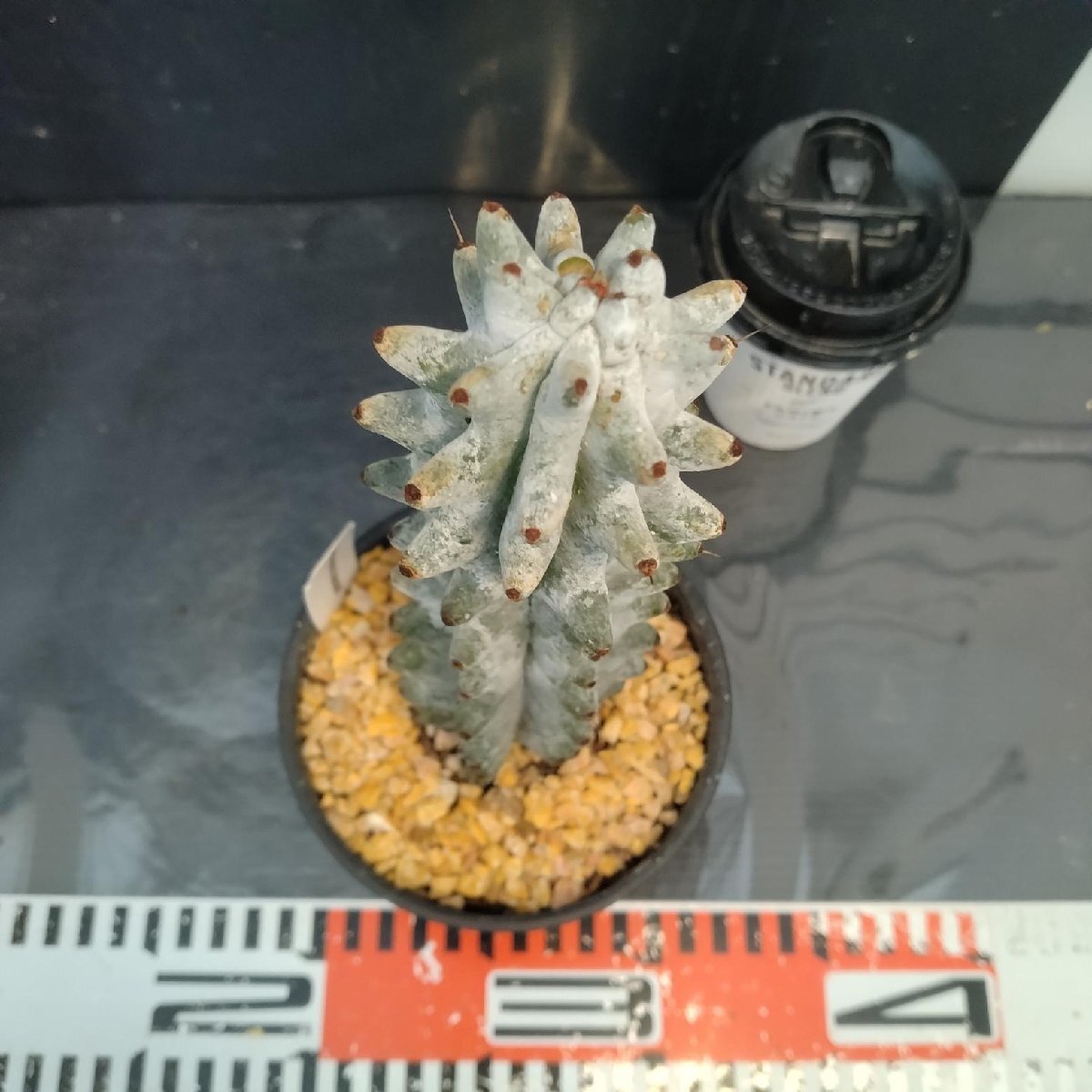 8534 「多肉植物W」ステノセレウス ベネッケイ 植え【雷斧閣・Stenocereus Beneckei・美株・サボテン】_画像4