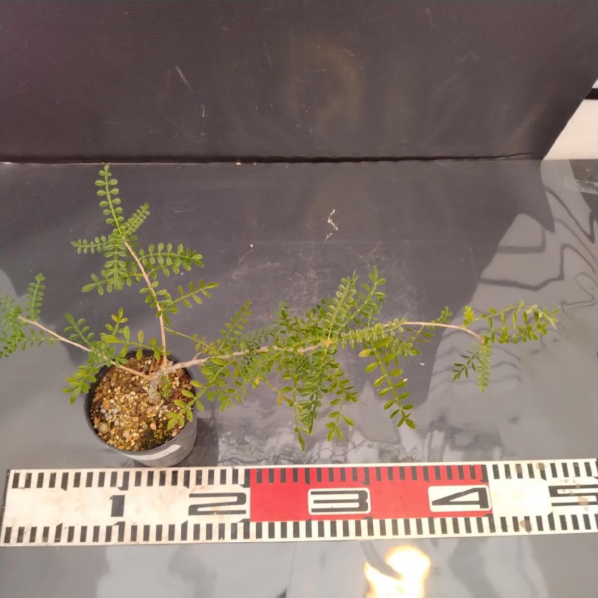 8663 「実生株」オペルクリカリア ヒファエノイデス【種から発芽！・発根株・Operculicarya hyphaenoides・塊根植物】_画像5