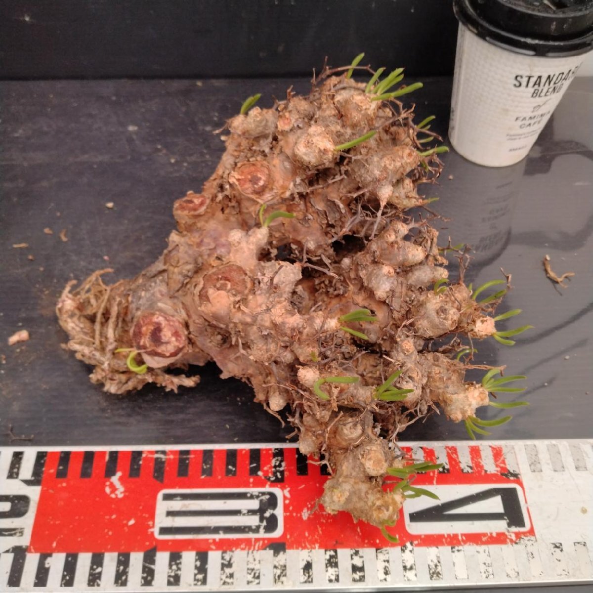 8411 「塊根植物」チレコドン レティキュラータス 抜き苗【最新到着・多肉・Tylecodon reticulatus・万物想 ・枯枝・折枝アリ】の画像6