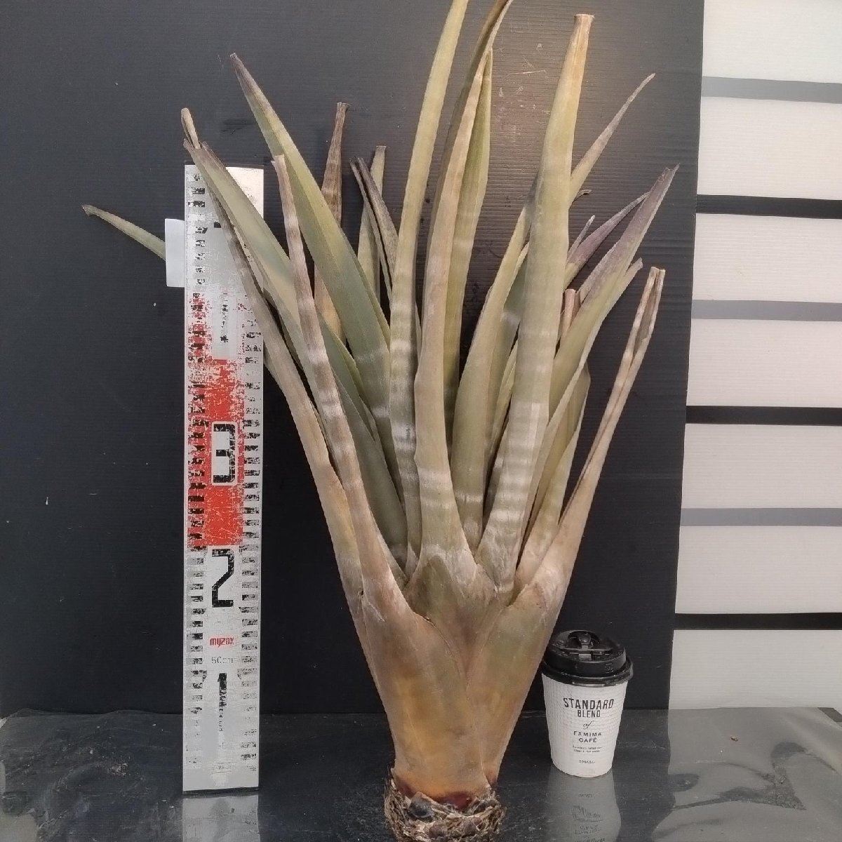 8510 「エアプランツ」tillandsia hildae 抜き苗【最新到着・巨大株・希少・美株・チランジア】_画像9