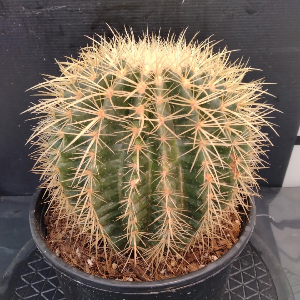 8488 「多肉植物W」エキノカクタス 金鯱 　植え【Kroenleinia grusonii・Echinocactus・美株・金シャチ・サボテン】_画像3