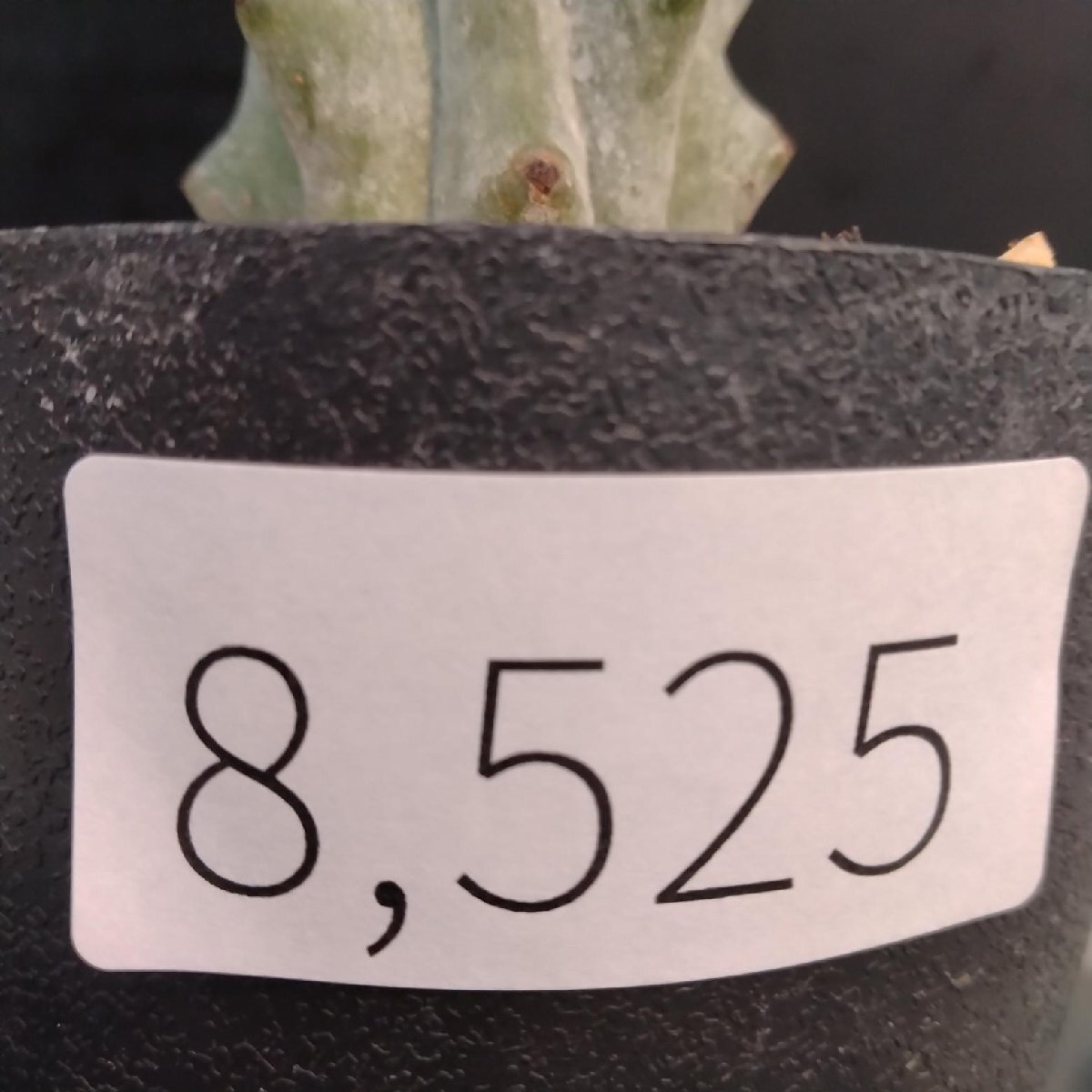 8525 「多肉植物W」ステノセレウス ベネッケイ 植え【雷斧閣・Stenocereus Beneckei・美株・サボテン】_画像2