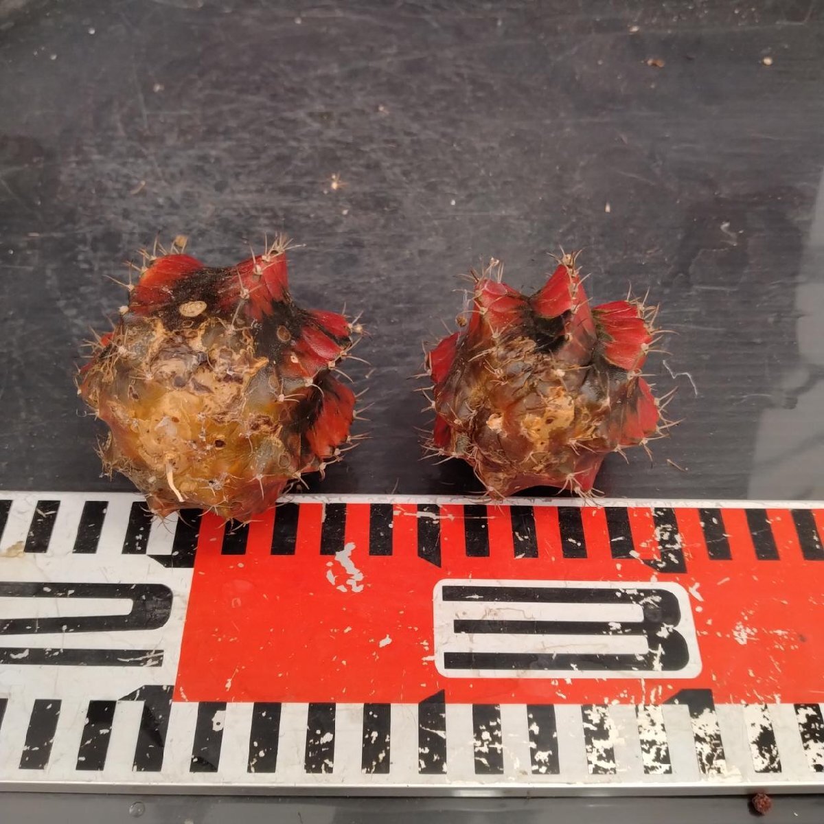 8427 「多肉植物」ギムノカリキウム 緋牡丹錦 抜き苗2株セット【現品・ヒボタン・サボテン・Gymnocalycium】_画像6