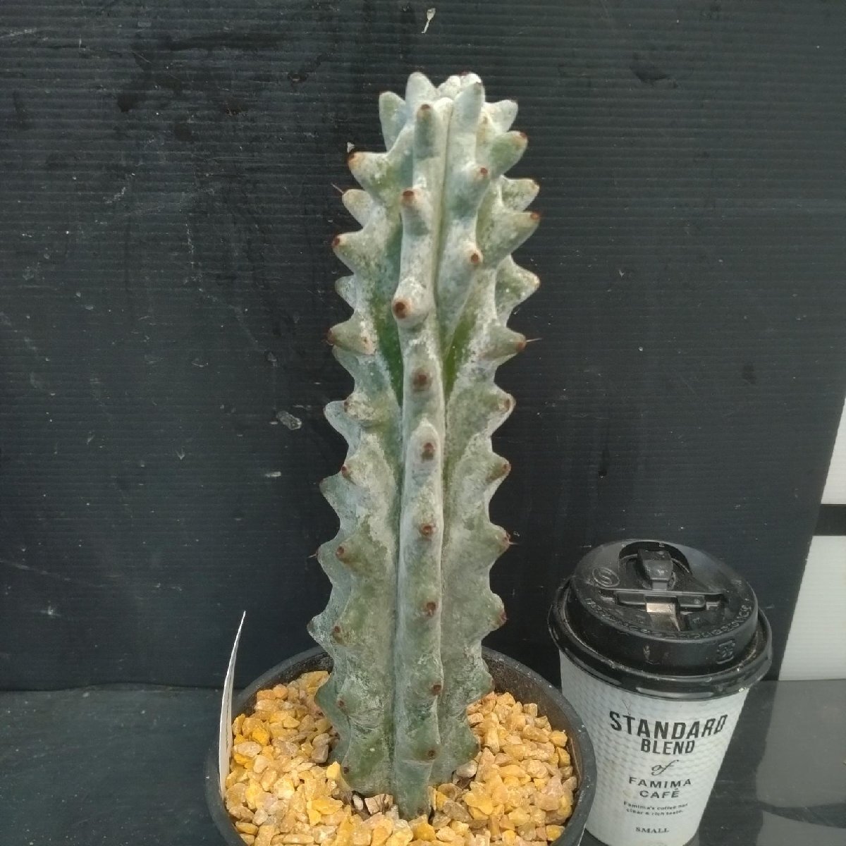 8534 「多肉植物W」ステノセレウス ベネッケイ 植え【雷斧閣・Stenocereus Beneckei・美株・サボテン】_画像3