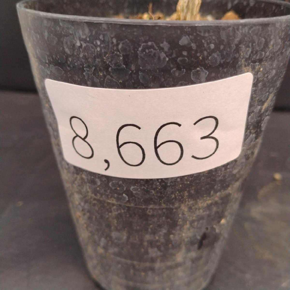 8663 「実生株」オペルクリカリア ヒファエノイデス【種から発芽！・発根株・Operculicarya hyphaenoides・塊根植物】_画像2