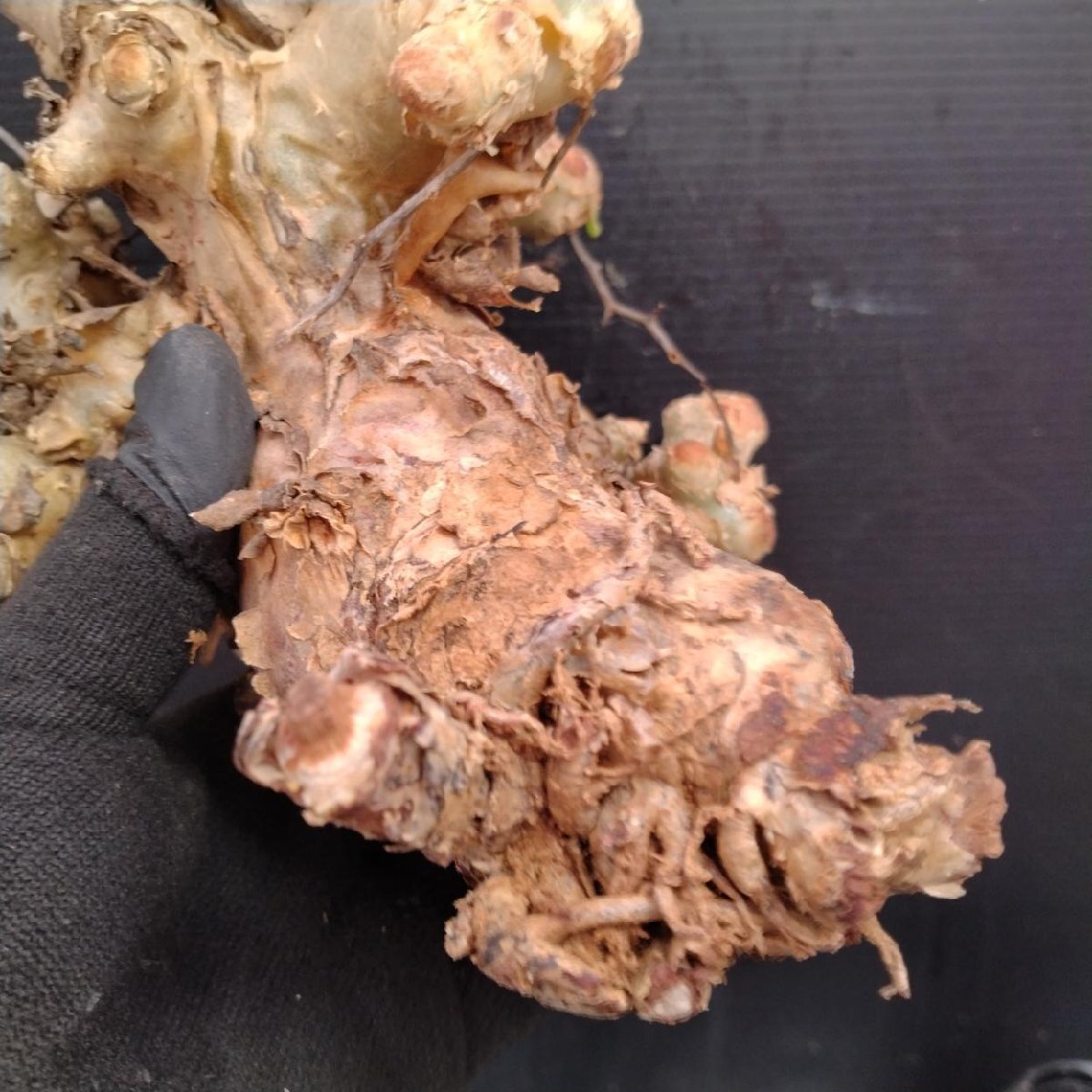 8408 「塊根植物」チレコドン レティキュラータス 抜き苗【最新到着・多肉・Tylecodon reticulatus・万物想 ・枯枝・折枝アリ】の画像5