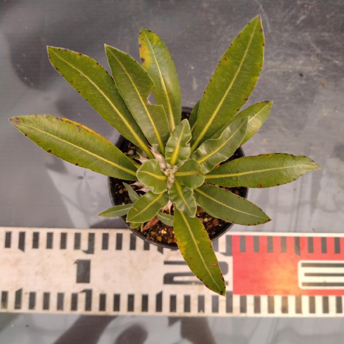 8688 「実生」パキポディウム品種不明 波打ち葉【現品・種から発芽・発根・Pachypodium・多肉植物・葉落ちします】_画像7