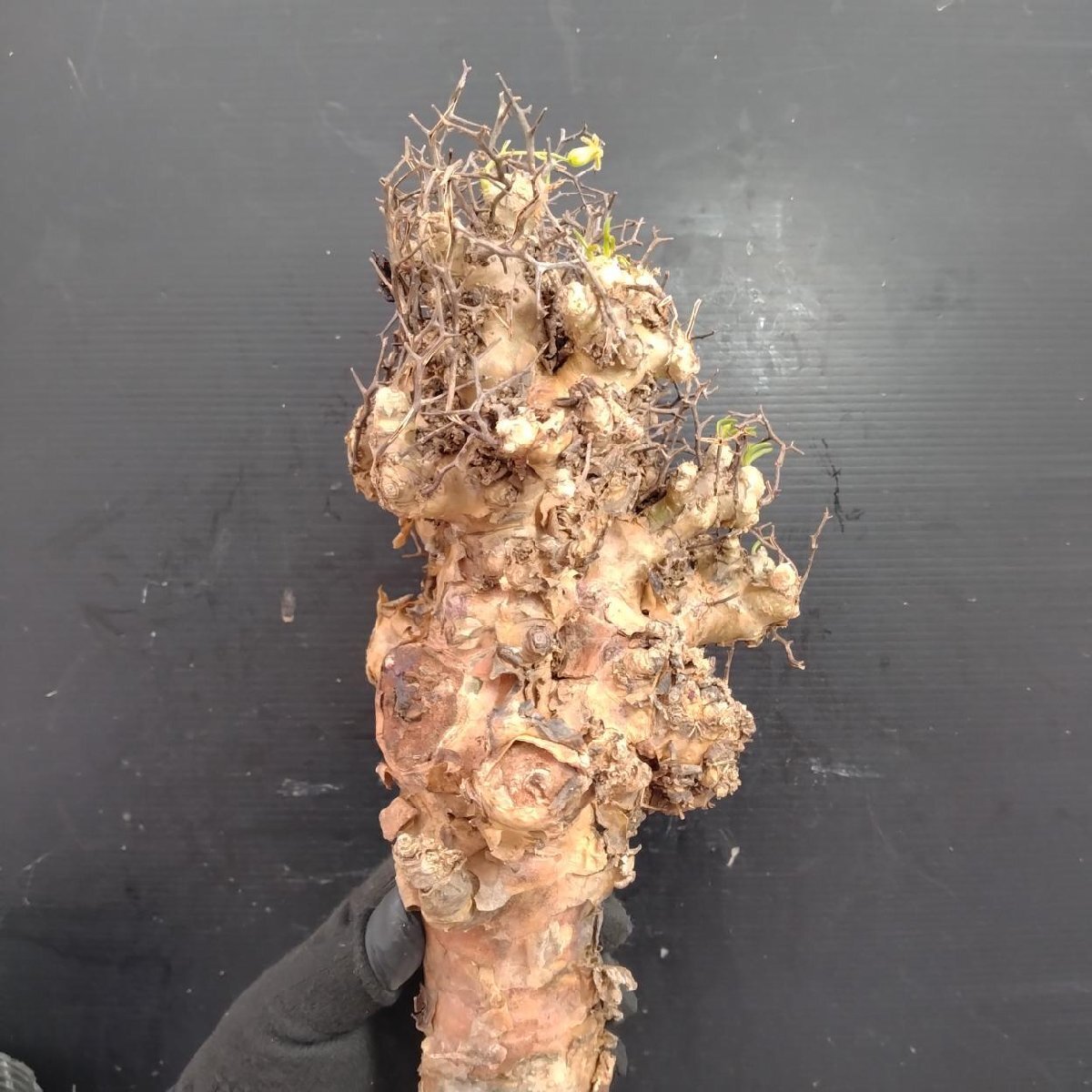 8407 「塊根植物」チレコドン レティキュラータス 抜き苗【最新到着・多肉・Tylecodon reticulatus・万物想 ・枯枝・折枝アリ】の画像6