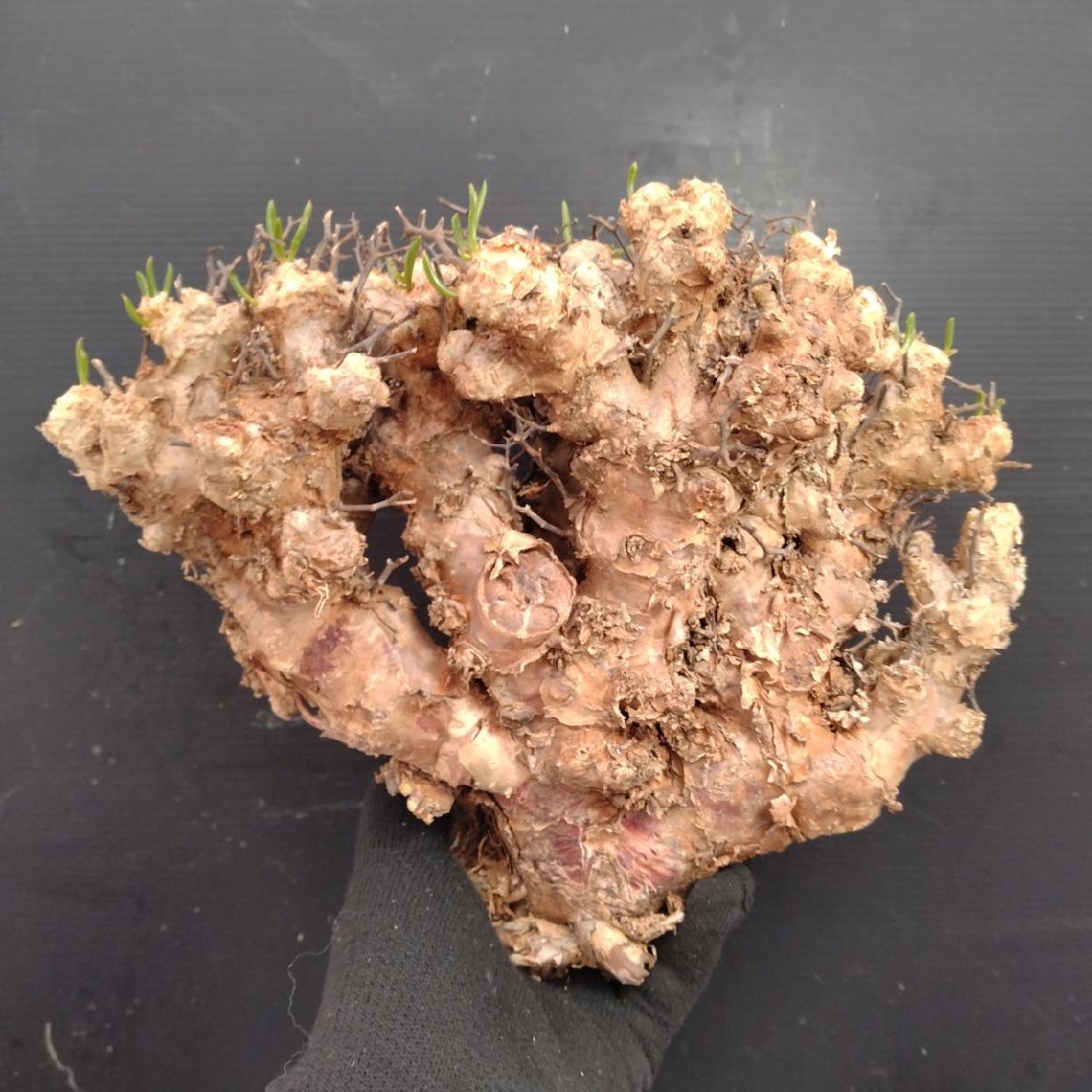 8415 「塊根植物」チレコドン レティキュラータス 抜き苗【最新到着・多肉・Tylecodon reticulatus・万物想 ・枯枝・折枝アリ】の画像4