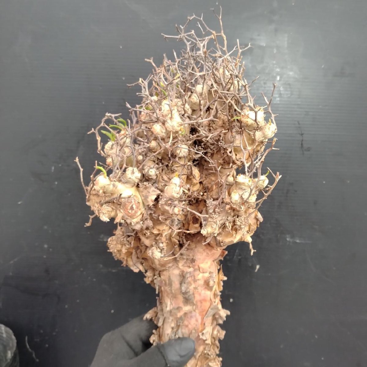 8407 「塊根植物」チレコドン レティキュラータス 抜き苗【最新到着・多肉・Tylecodon reticulatus・万物想 ・枯枝・折枝アリ】の画像4