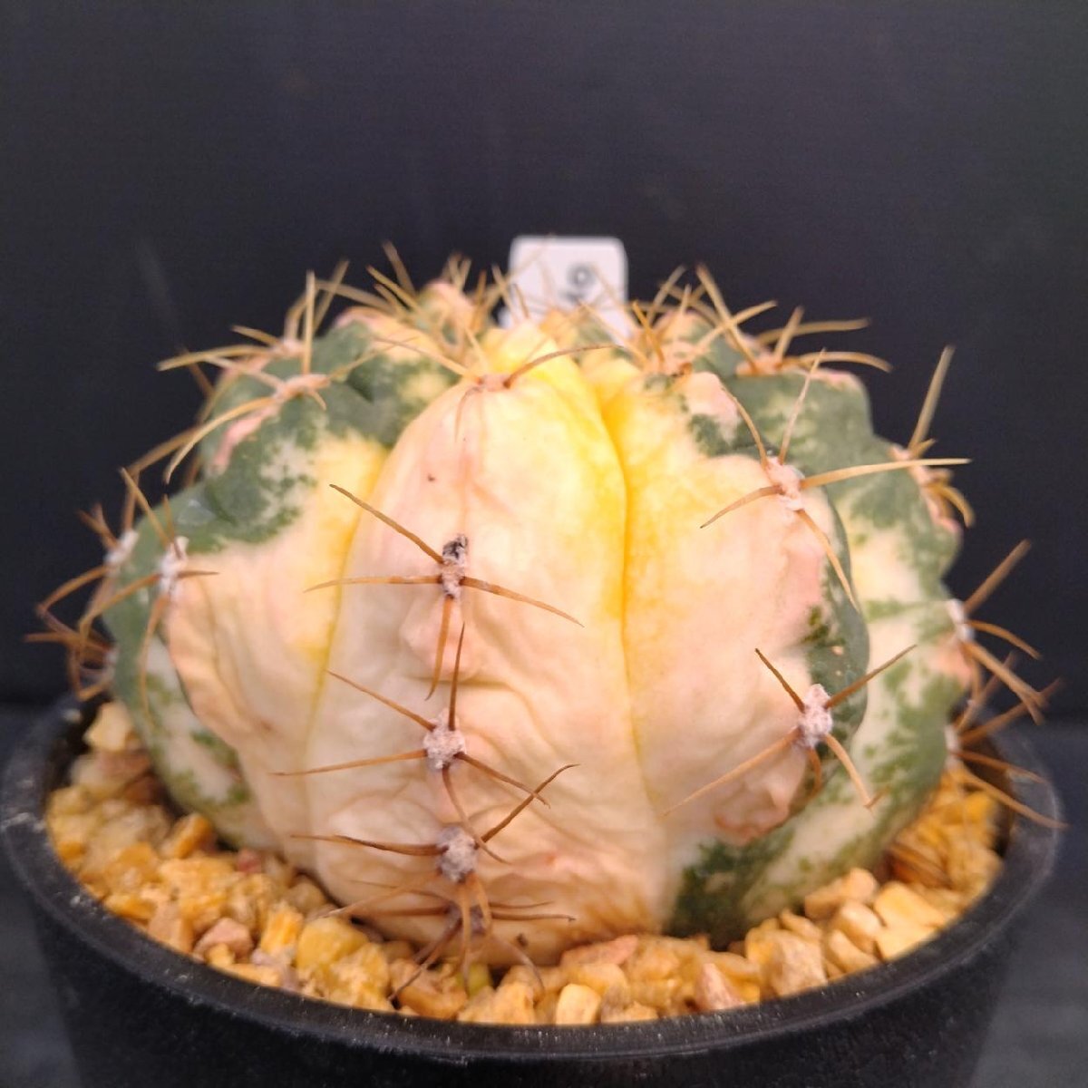 5889 「多肉植物W」ギムノカリキウム パラグアイエンセ斑入り【Gymnocalycium paraguayense・発根・美株・サボテン・塊根植物】_画像4