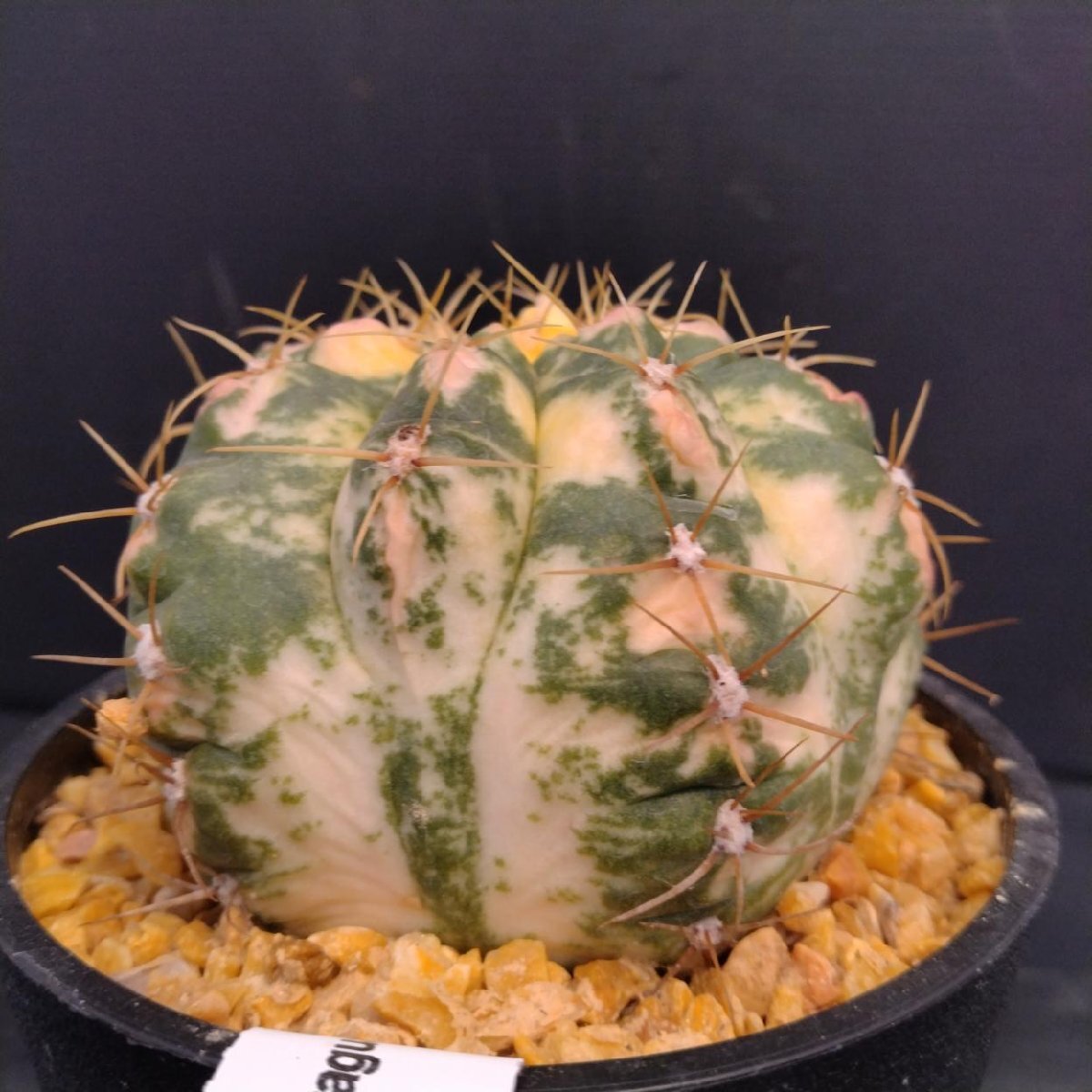 5889 「多肉植物W」ギムノカリキウム パラグアイエンセ斑入り【Gymnocalycium paraguayense・発根・美株・サボテン・塊根植物】_画像5