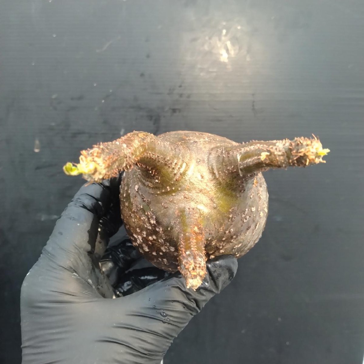 2158 「塊根植物」パキポディウム グラキリス  抜き苗【10/14最新到着・根切確認済・ P.gracilius・多肉植物】の画像3