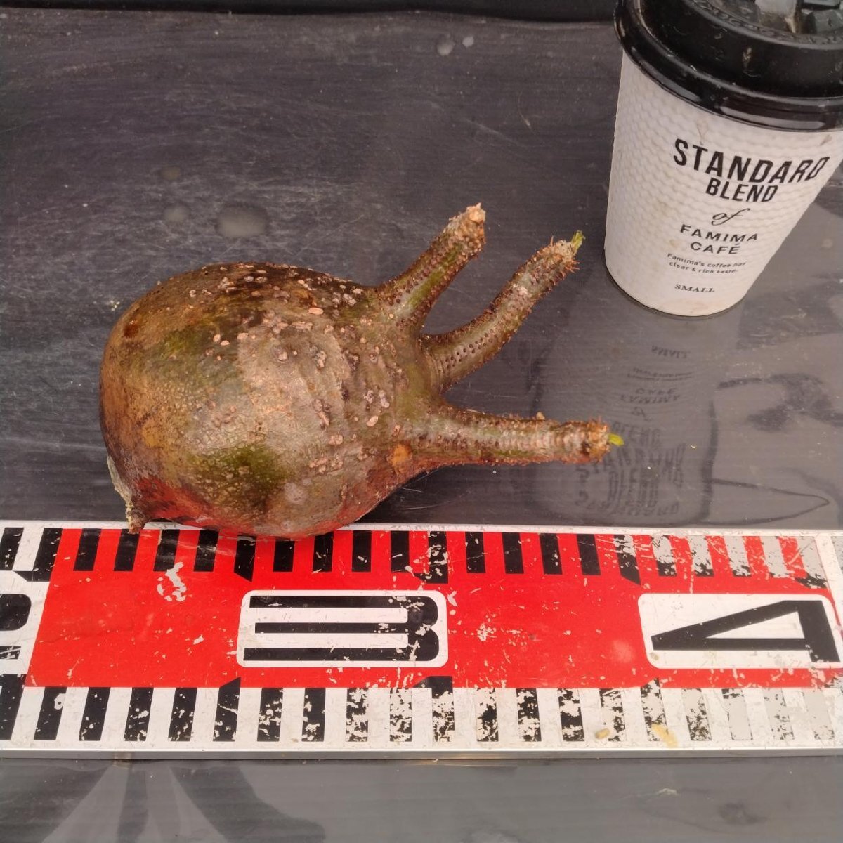 2158 「塊根植物」パキポディウム グラキリス  抜き苗【10/14最新到着・根切確認済・ P.gracilius・多肉植物】の画像6