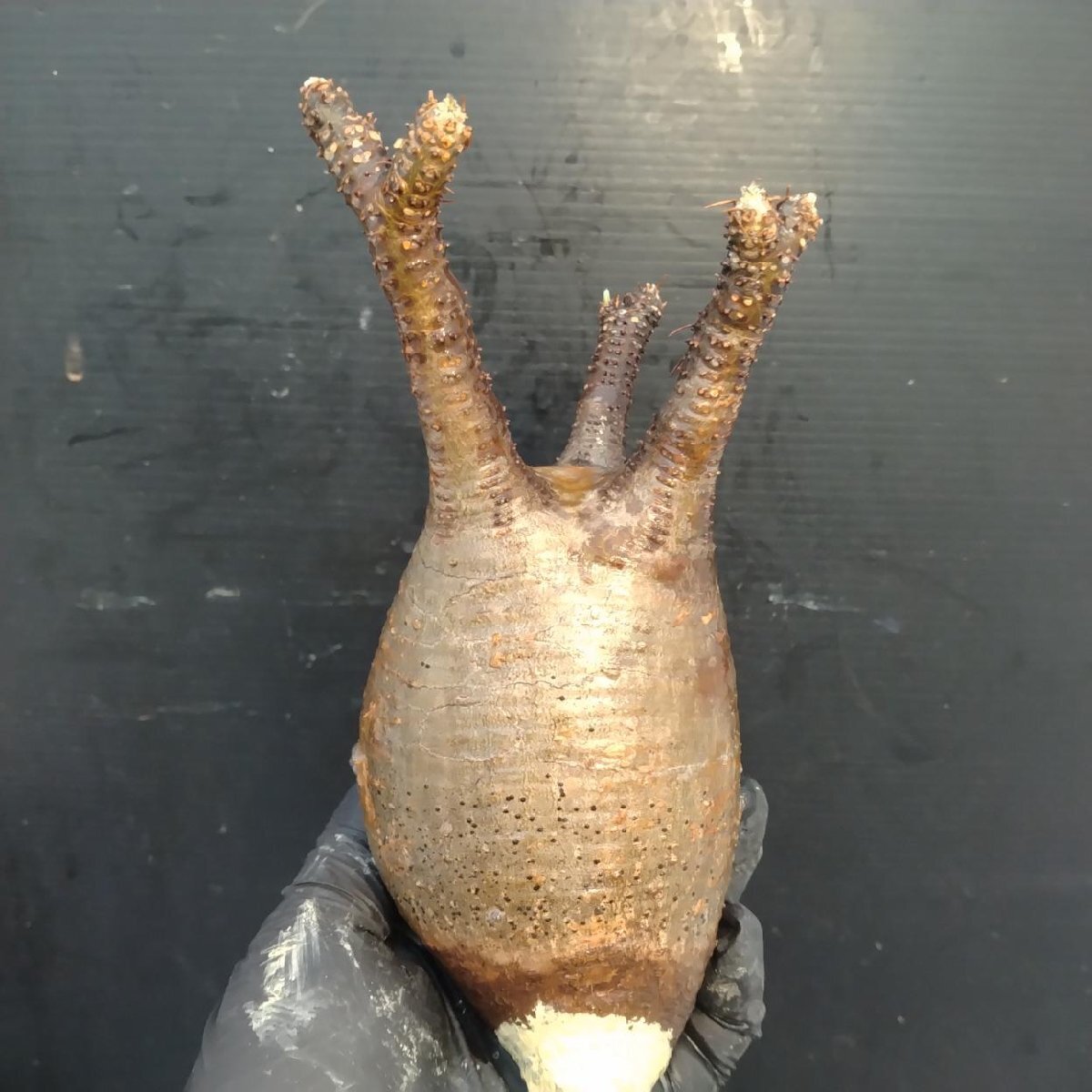 2141 「塊根植物」パキポディウム グラキリス  抜き苗【10/14最新到着・根切確認済・ P.gracilius・多肉植物】の画像1