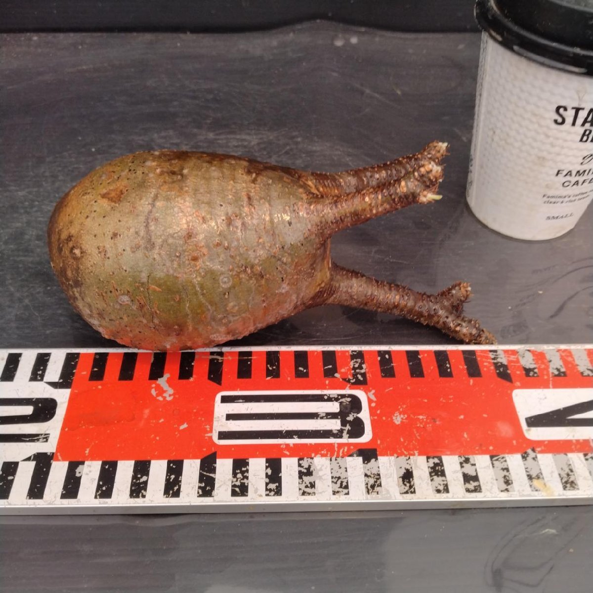 2141 「塊根植物」パキポディウム グラキリス  抜き苗【10/14最新到着・根切確認済・ P.gracilius・多肉植物】の画像6