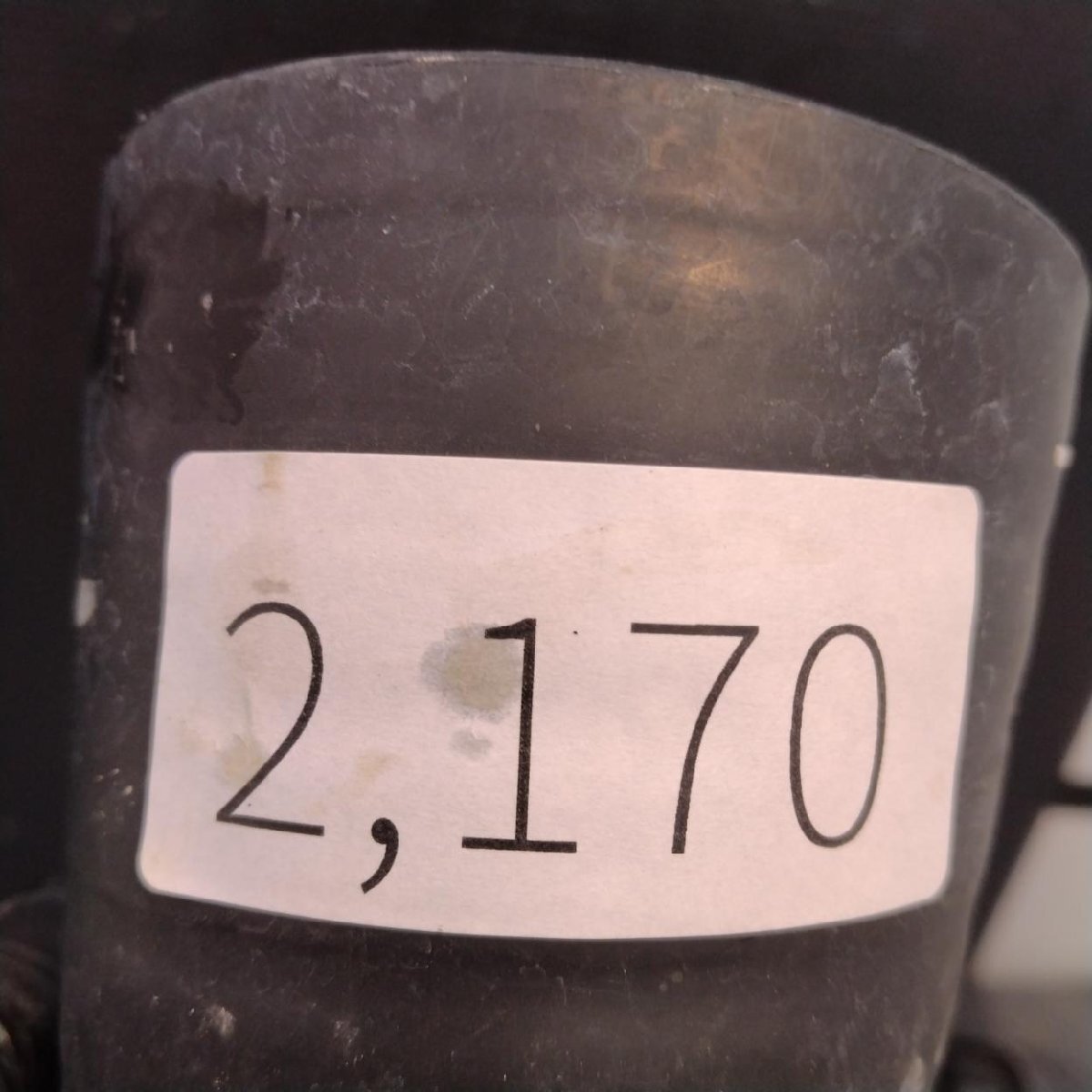 2170 「塊根植物」パキポディウム グラキリス  抜き苗【10/14最新到着・根切確認済・ P.gracilius・多肉植物】の画像2