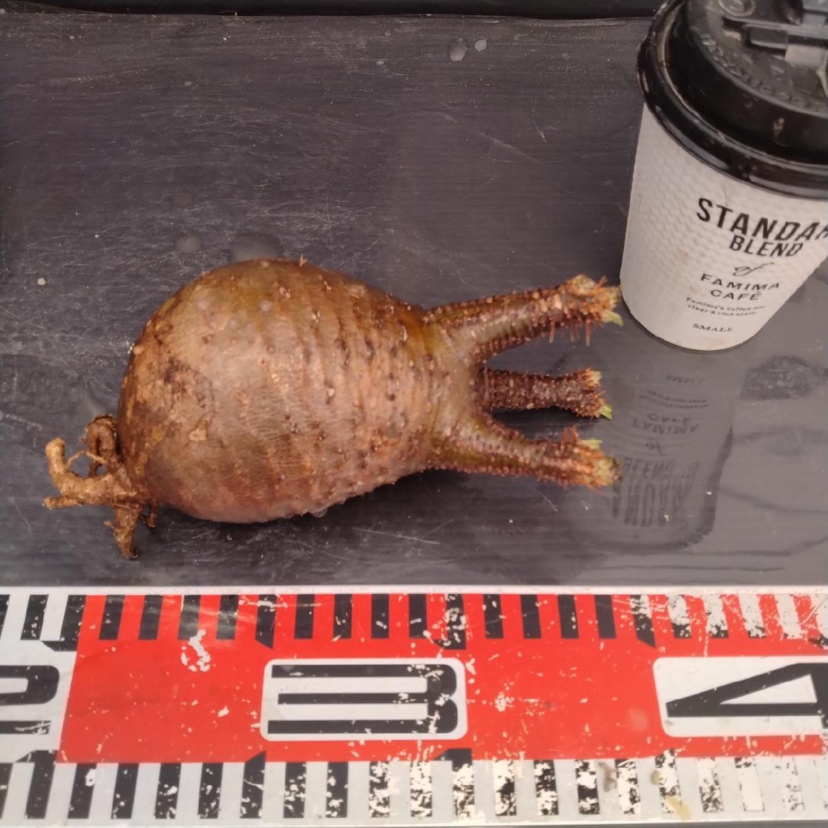 2170 「塊根植物」パキポディウム グラキリス  抜き苗【10/14最新到着・根切確認済・ P.gracilius・多肉植物】の画像6