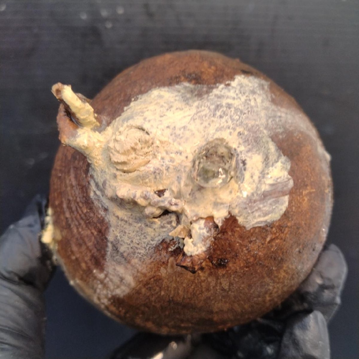 2165 「塊根植物」パキポディウム グラキリス  抜き苗【10/14最新到着・根切確認済・ P.gracilius・多肉植物】の画像5