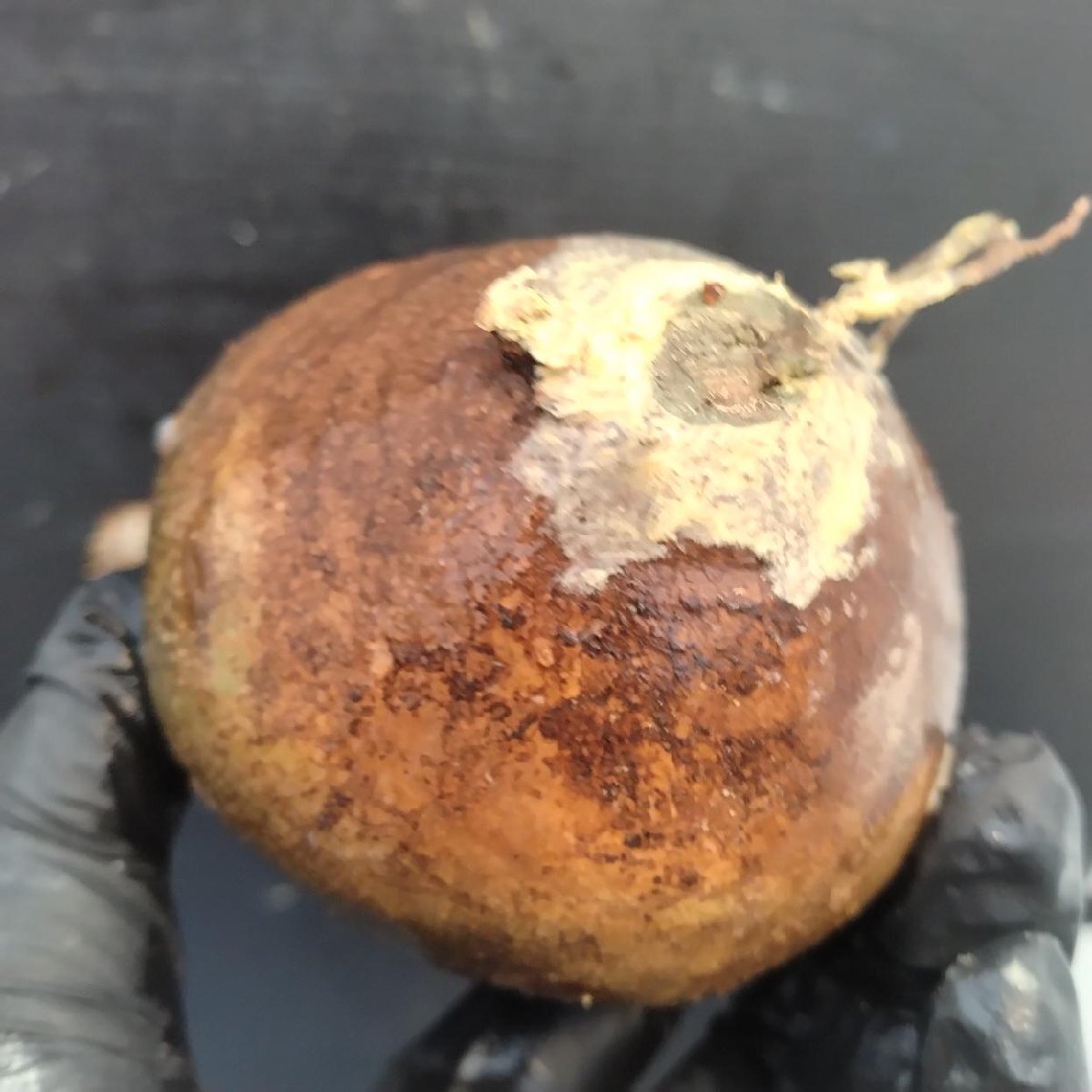 2158 「塊根植物」パキポディウム グラキリス  抜き苗【10/14最新到着・根切確認済・ P.gracilius・多肉植物】の画像5