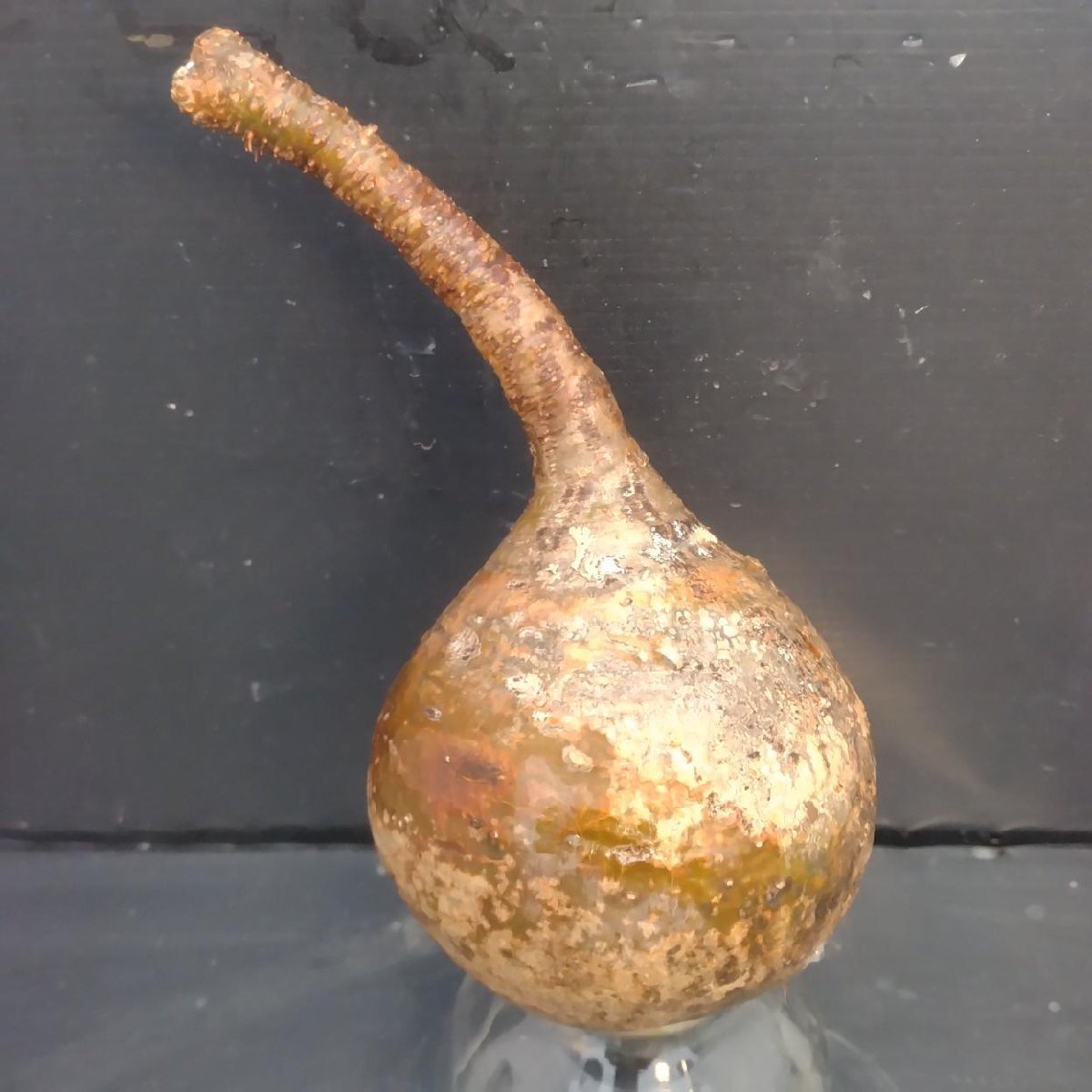 2468 「塊根植物」パキポディウム グラキリス 抜き苗【10/14最新到着・根切確認済・ P.gracilius・多肉植物】の画像1