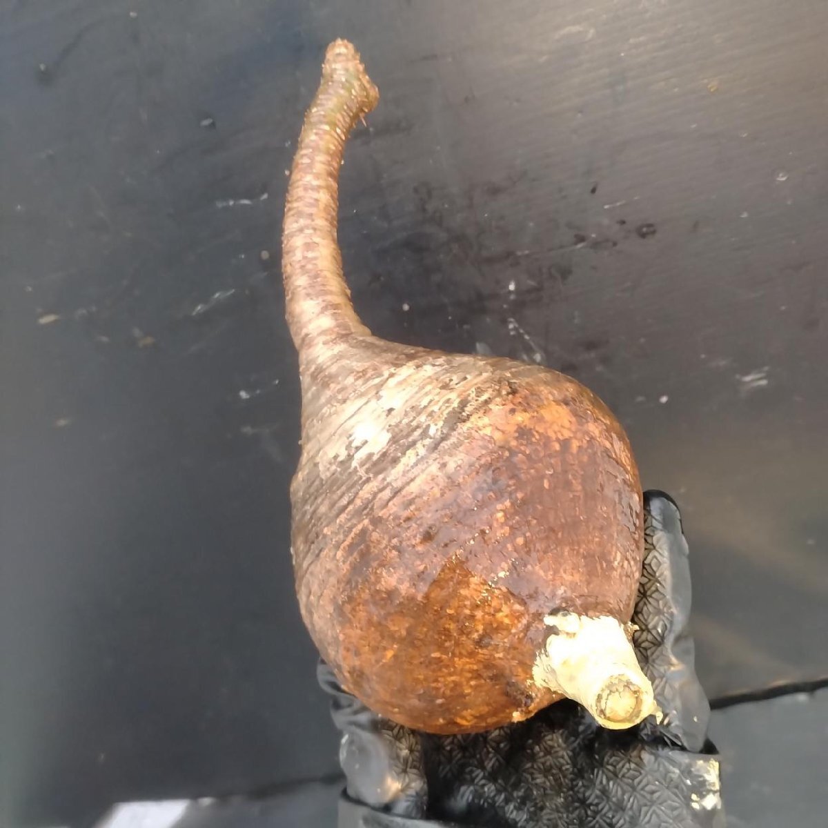 2468 「塊根植物」パキポディウム グラキリス 抜き苗【10/14最新到着・根切確認済・ P.gracilius・多肉植物】の画像3