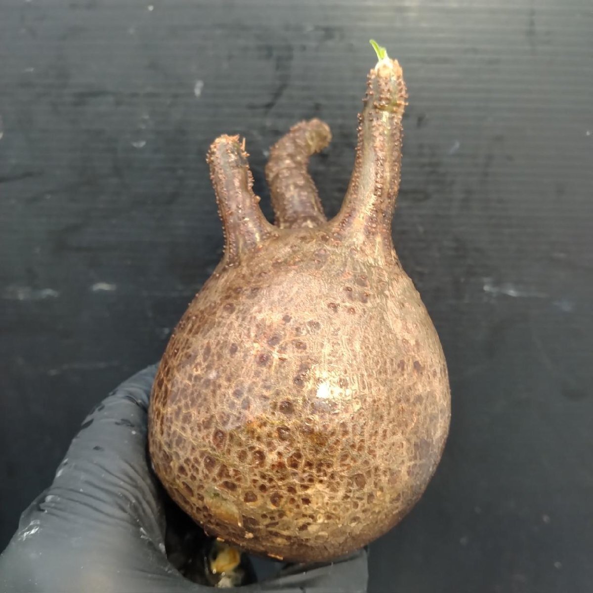 2159 「塊根植物」パキポディウム グラキリス  抜き苗【10/14最新到着・根切確認済・ P.gracilius・多肉植物】の画像1