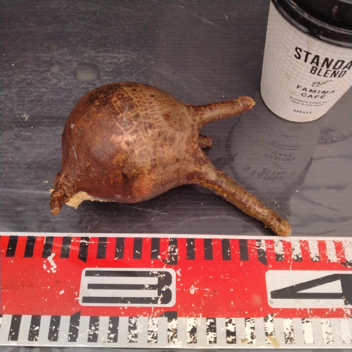 2159 「塊根植物」パキポディウム グラキリス  抜き苗【10/14最新到着・根切確認済・ P.gracilius・多肉植物】の画像6