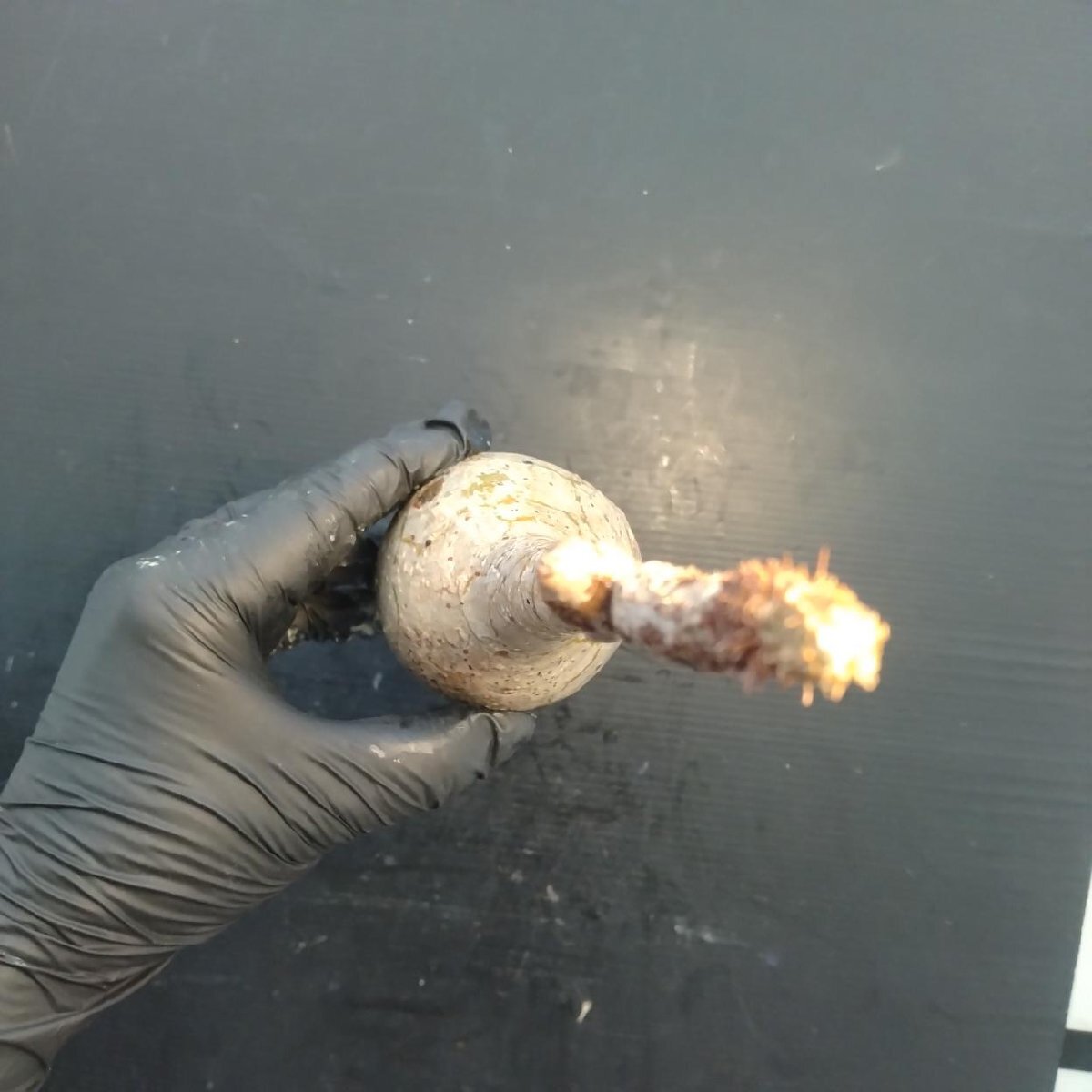 2127 「塊根植物」パキポディウム グラキリス  抜き苗【10/14最新到着・根切確認済・ P.gracilius・多肉植物】の画像3