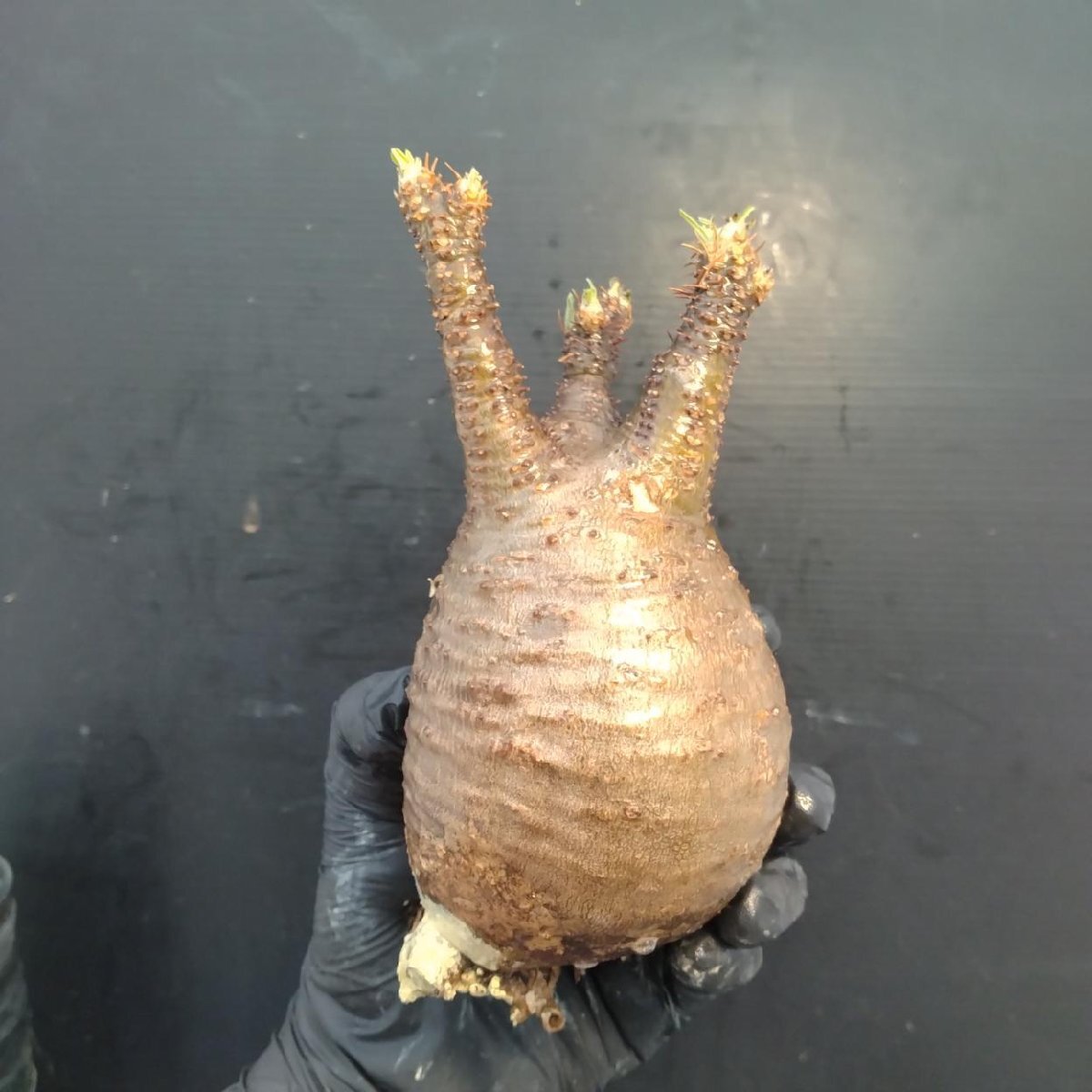 2170 「塊根植物」パキポディウム グラキリス  抜き苗【10/14最新到着・根切確認済・ P.gracilius・多肉植物】の画像4