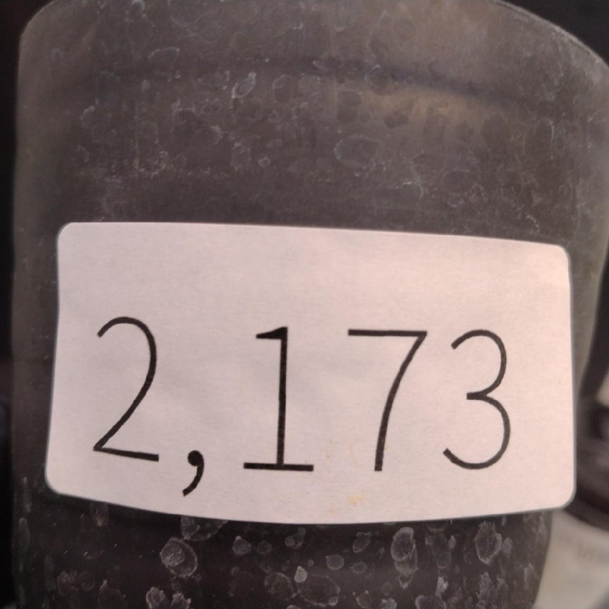 2173 「塊根植物」パキポディウム グラキリス  抜き苗【10/14最新到着・根切確認済・ P.gracilius・多肉植物】の画像2