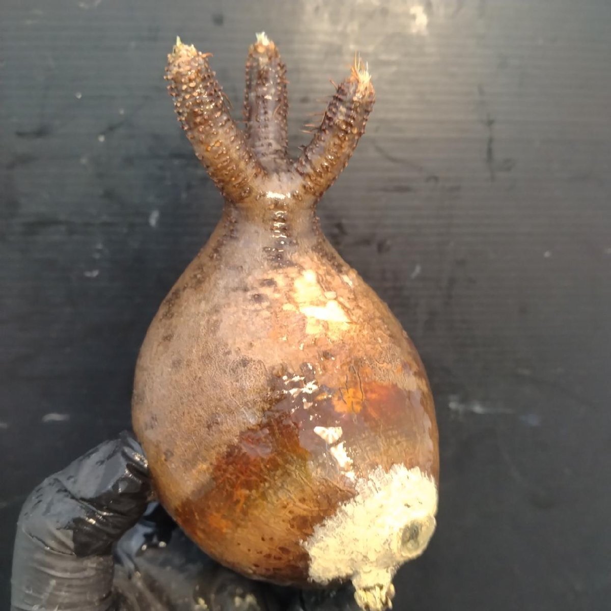 2152 「塊根植物」パキポディウム グラキリス  抜き苗【10/14最新到着・根切確認済・ P.gracilius・多肉植物】の画像4