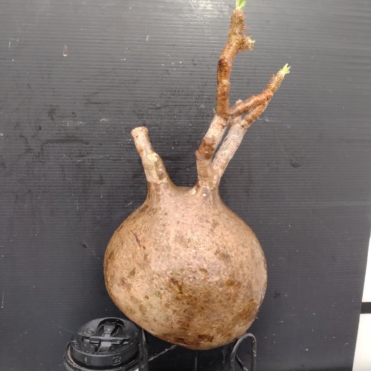 2097 「塊根植物」パキポディウム グラキリス　L 抜き苗【最新到著?根切確認(rèn)済? P.gracilius?多肉植物】