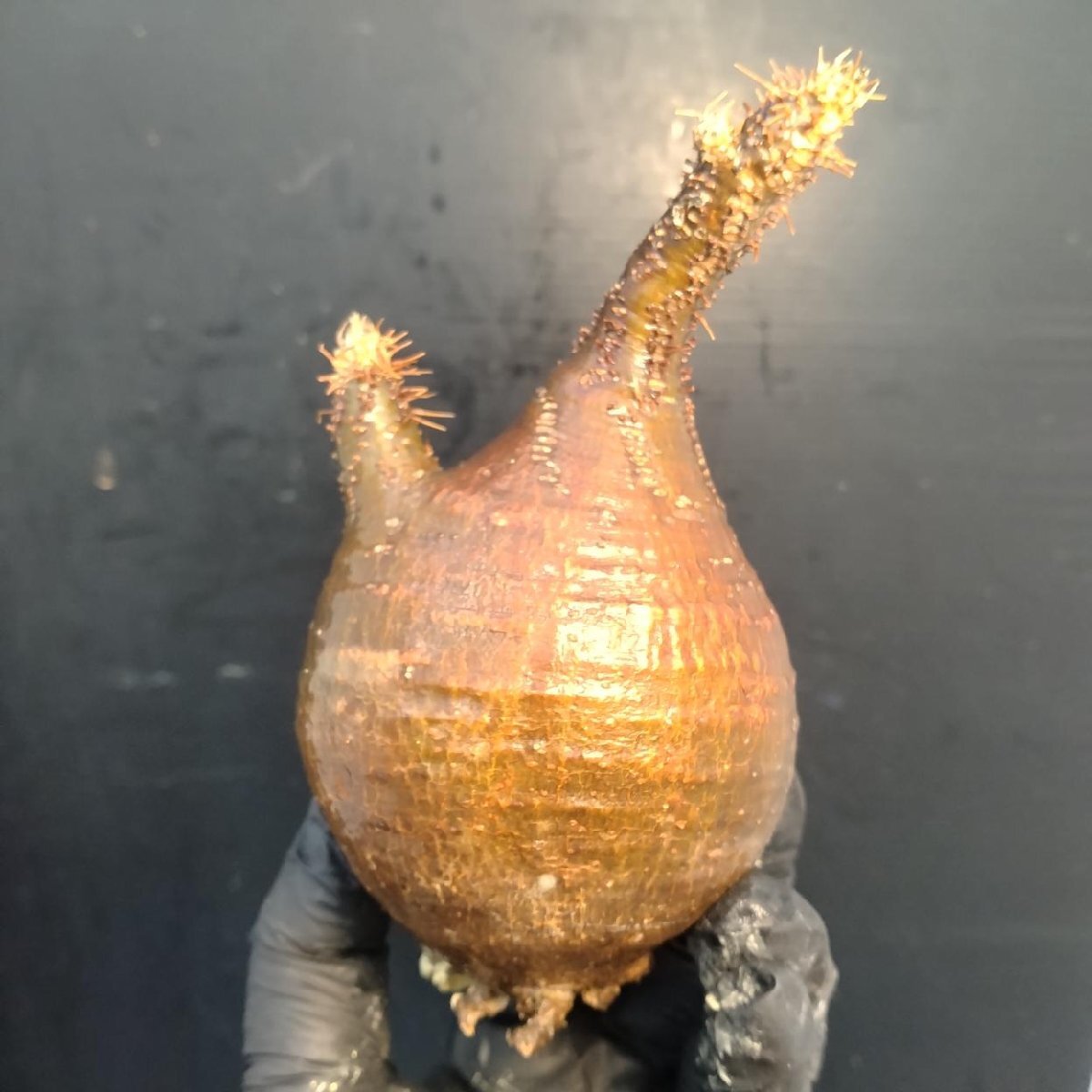 2128 「塊根植物」パキポディウム グラキリス  抜き苗【10/14最新到着・根切確認済・ P.gracilius・多肉植物】の画像1