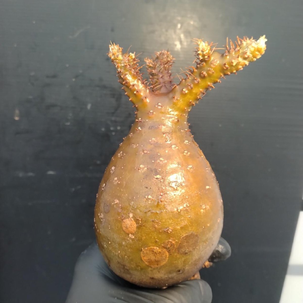 2126 「塊根植物」パキポディウム グラキリス  抜き苗【10/14最新到着・根切確認済・ P.gracilius・多肉植物】の画像1