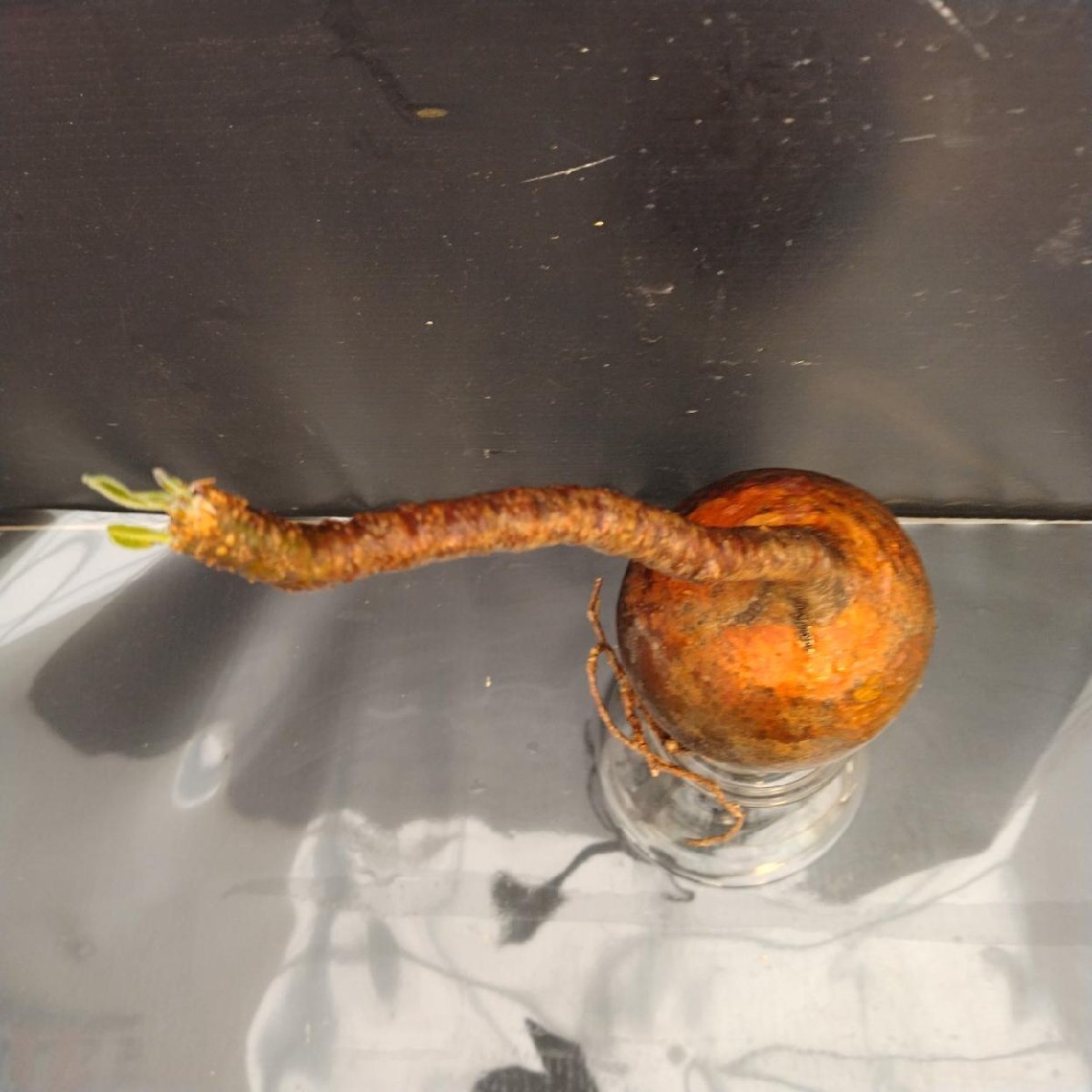 2401 「塊根植物」パキポディウム グラキリス 選抜株 抜き苗【10/14最新到着・根切確認済・ P.gracilius・多肉植物】の画像3