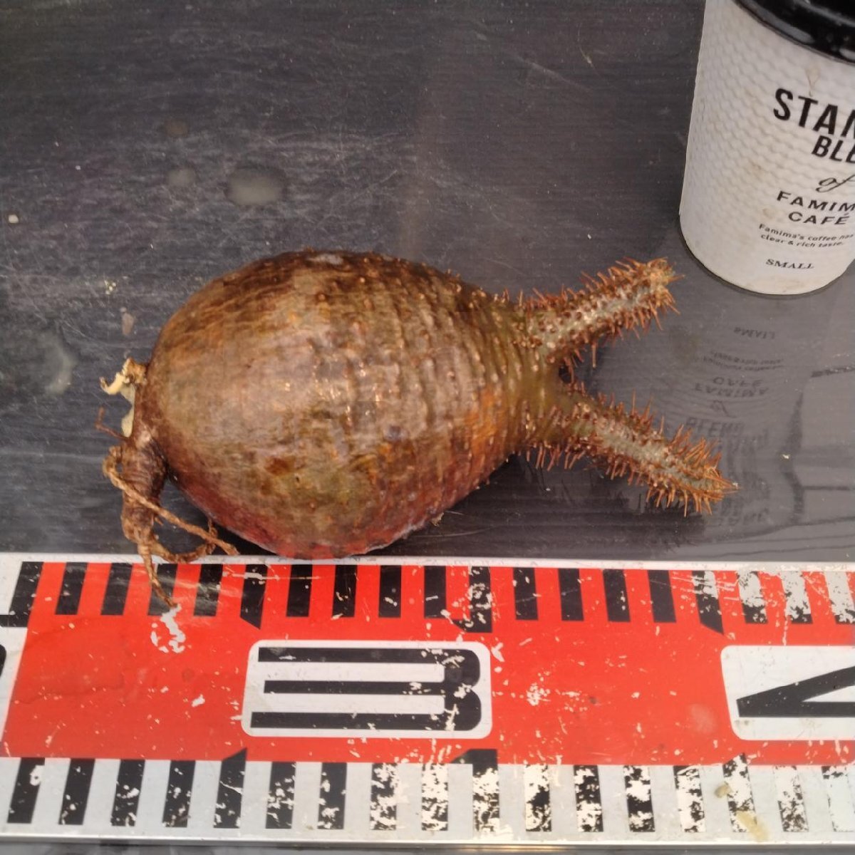 2168 「塊根植物」パキポディウム グラキリス  抜き苗【10/14最新到着・根切確認済・ P.gracilius・多肉植物】の画像6