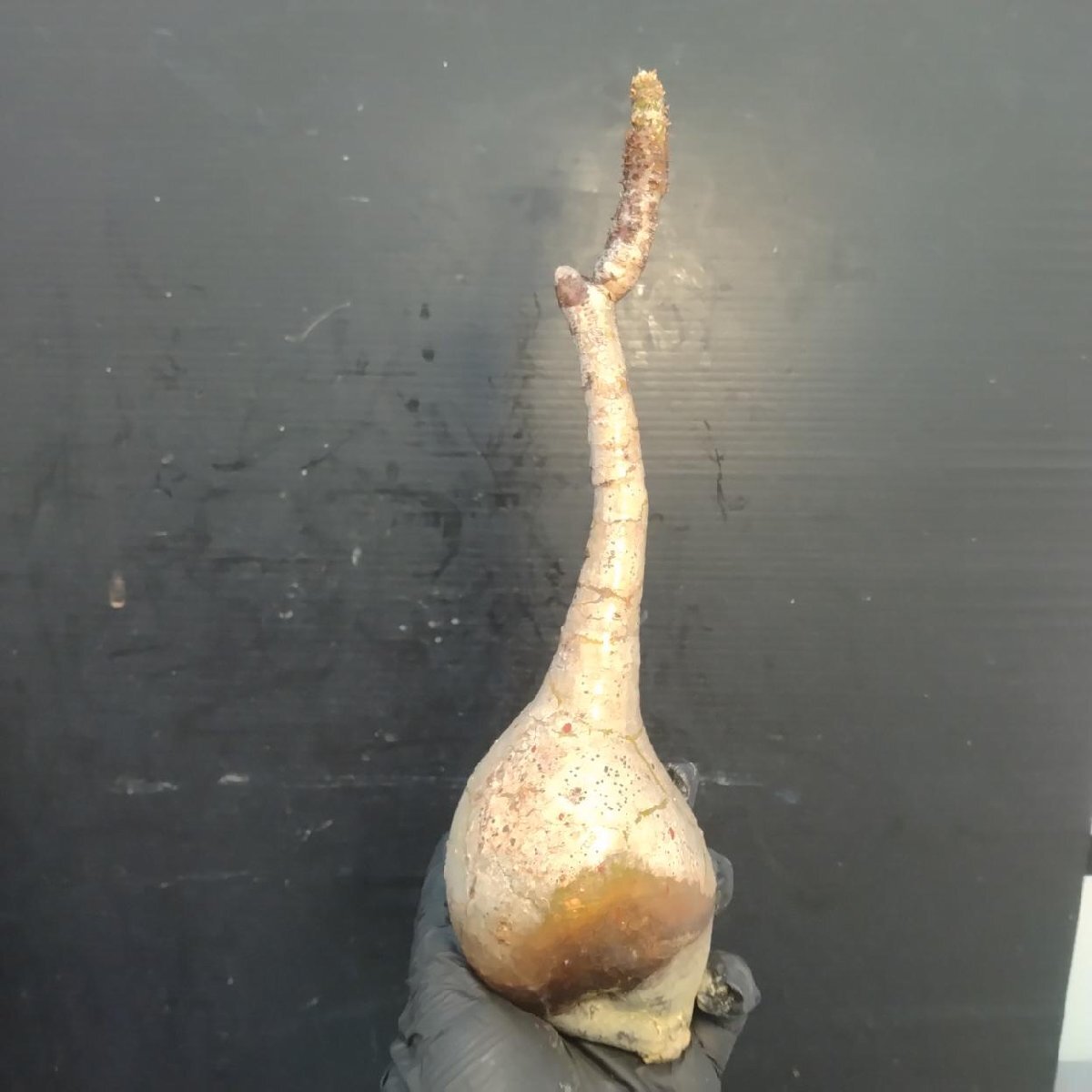 2127 「塊根植物」パキポディウム グラキリス  抜き苗【10/14最新到着・根切確認済・ P.gracilius・多肉植物】の画像1