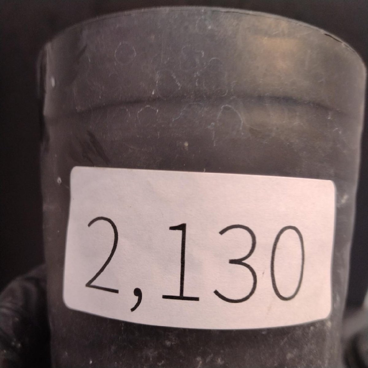 2130 「塊根植物」パキポディウム グラキリス  抜き苗【10/14最新到着・根切確認済・ P.gracilius・多肉植物】の画像2