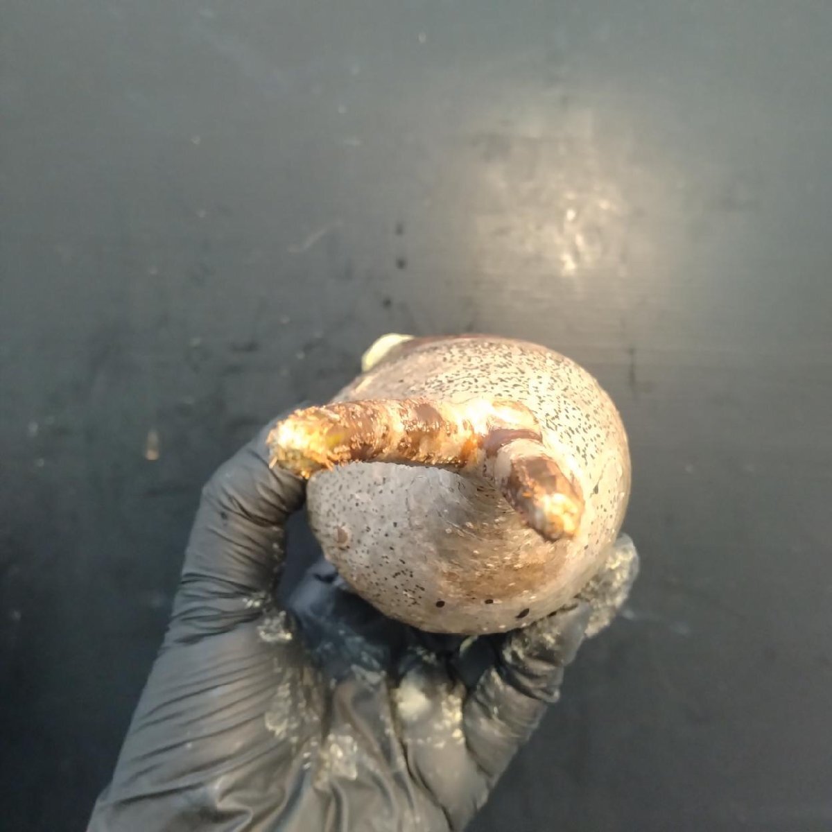 2130 「塊根植物」パキポディウム グラキリス  抜き苗【10/14最新到着・根切確認済・ P.gracilius・多肉植物】の画像3