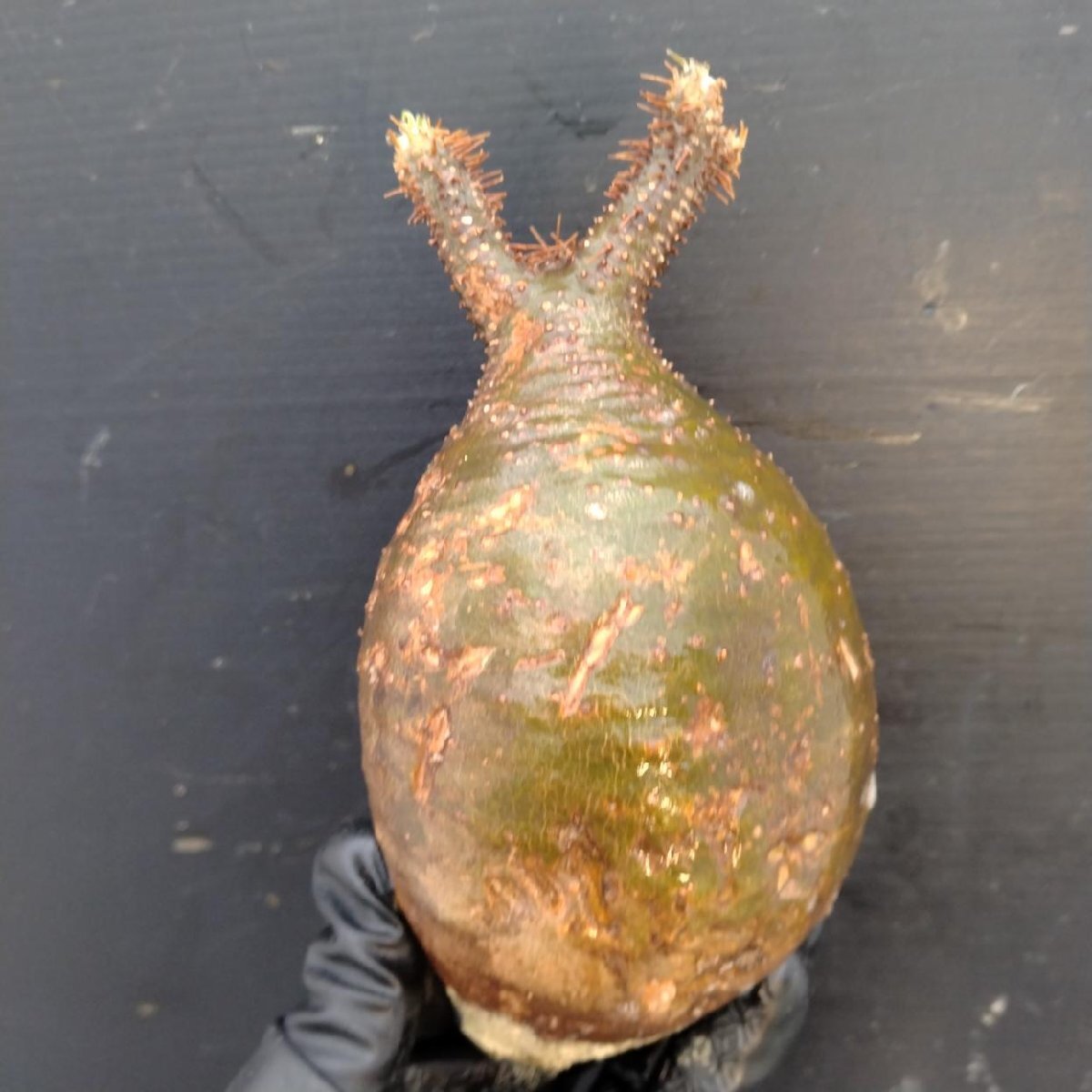 2396 「塊根植物」パキポディウム グラキリス 選抜株 抜き苗【10/14最新到着・根切確認済・ P.gracilius・多肉植物】の画像8