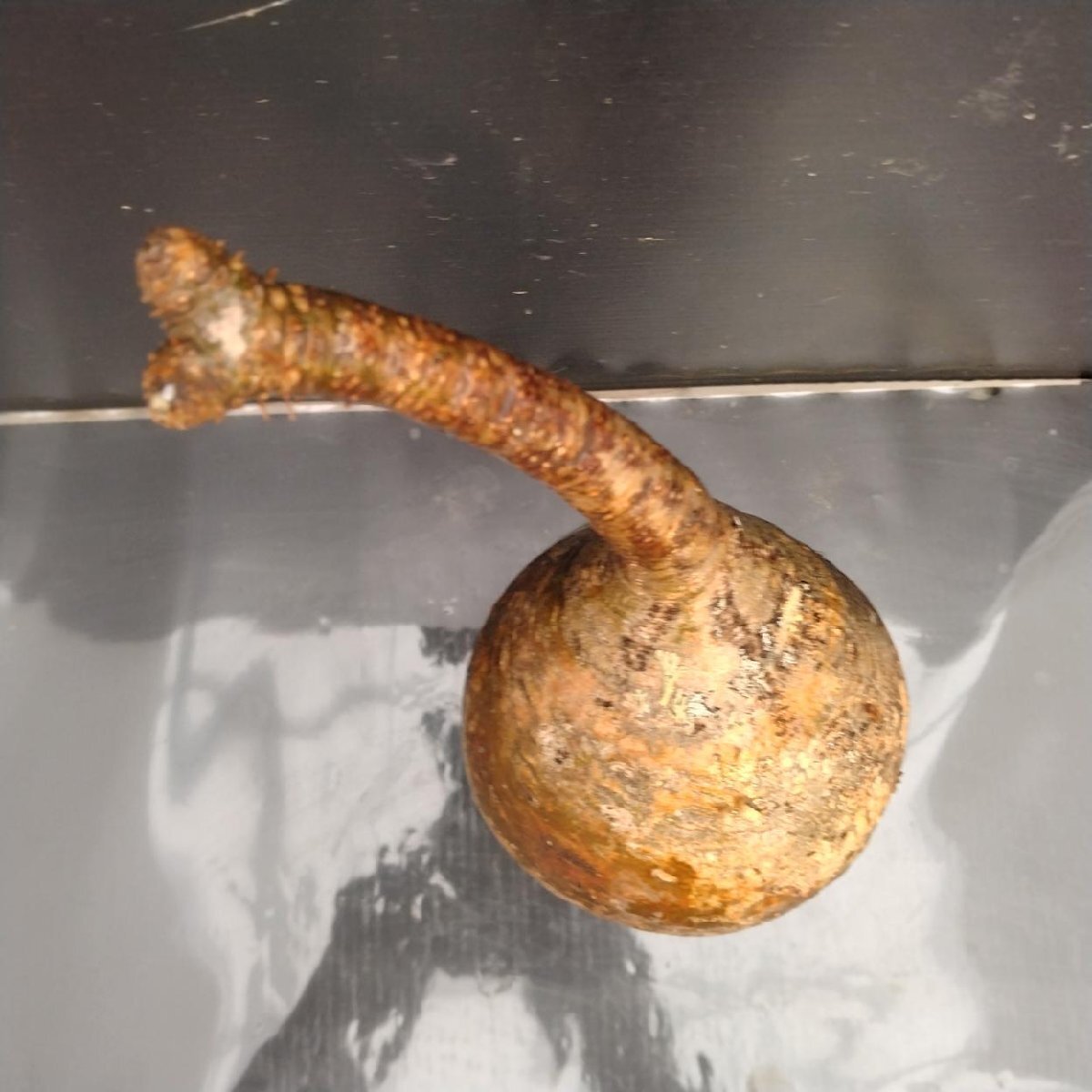 2468 「塊根植物」パキポディウム グラキリス 抜き苗【10/14最新到着・根切確認済・ P.gracilius・多肉植物】の画像2