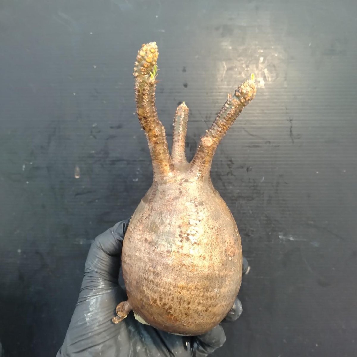 2165 「塊根植物」パキポディウム グラキリス  抜き苗【10/14最新到着・根切確認済・ P.gracilius・多肉植物】の画像4