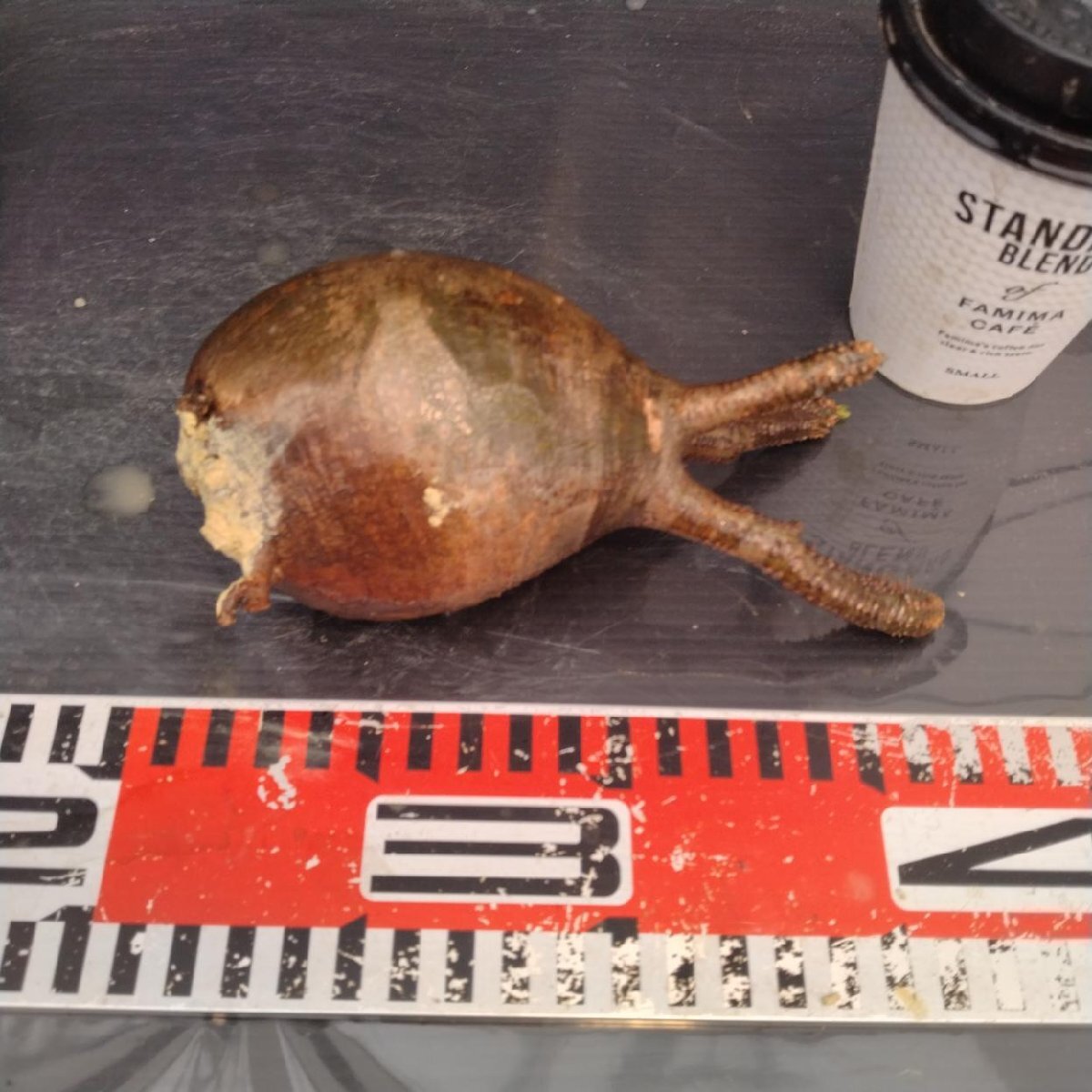 2165 「塊根植物」パキポディウム グラキリス  抜き苗【10/14最新到着・根切確認済・ P.gracilius・多肉植物】の画像6