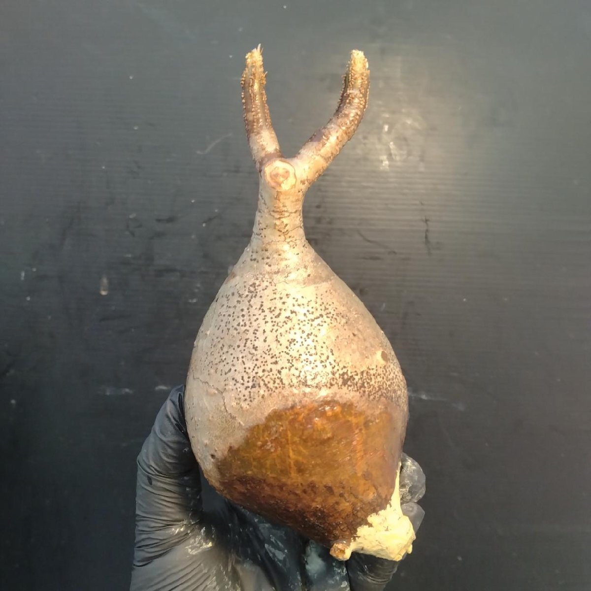 2130 「塊根植物」パキポディウム グラキリス  抜き苗【10/14最新到着・根切確認済・ P.gracilius・多肉植物】の画像4