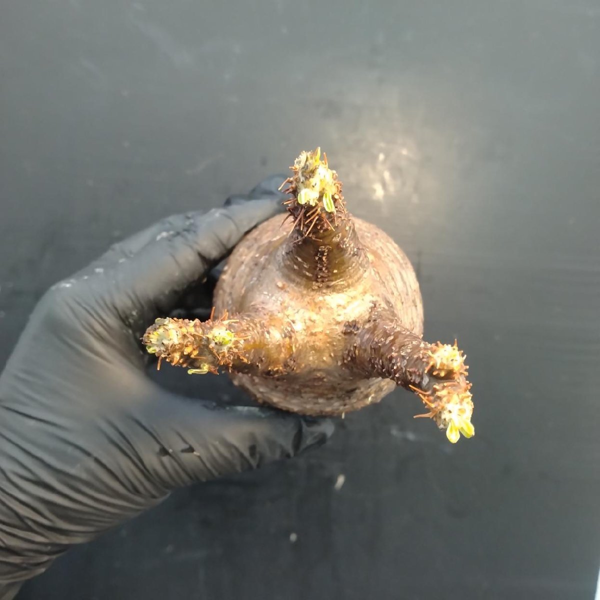 2170 「塊根植物」パキポディウム グラキリス  抜き苗【10/14最新到着・根切確認済・ P.gracilius・多肉植物】の画像3