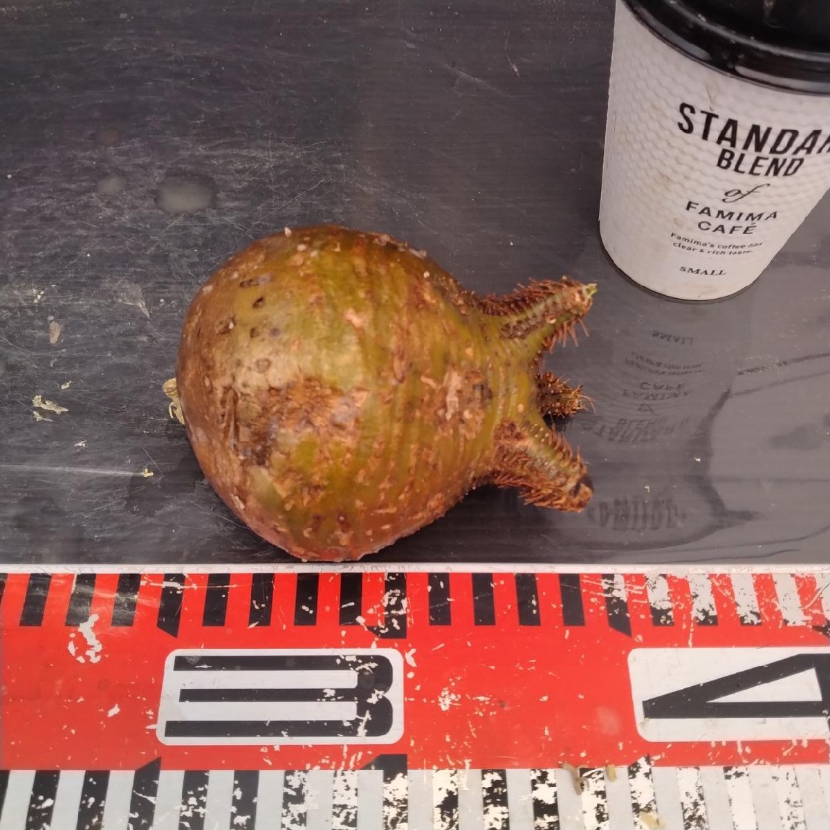 2173 「塊根植物」パキポディウム グラキリス  抜き苗【10/14最新到着・根切確認済・ P.gracilius・多肉植物】の画像6