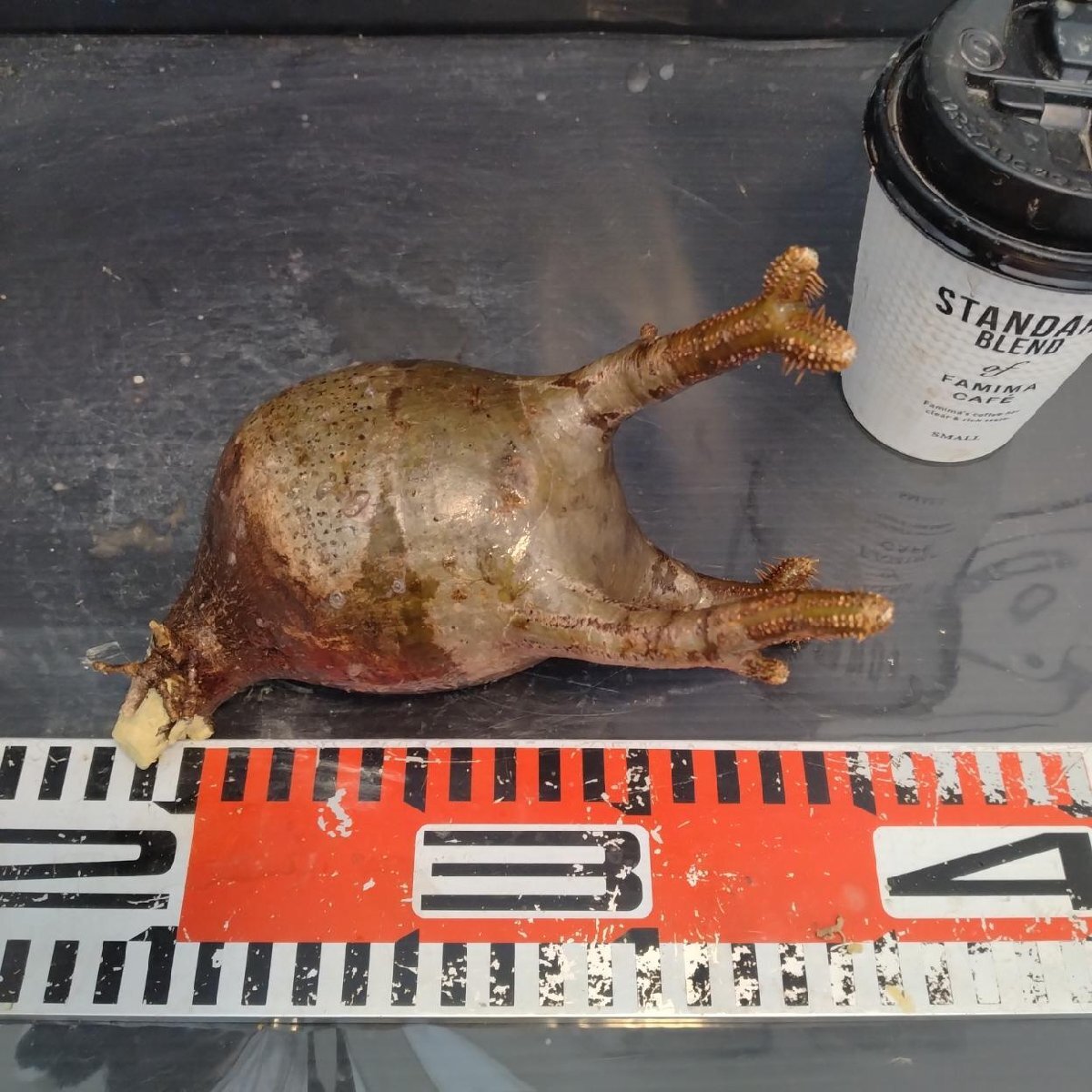 2193 「塊根植物」パキポディウム グラキリス  抜き苗【10/14最新到着・根切確認済・ P.gracilius・多肉植物】の画像6