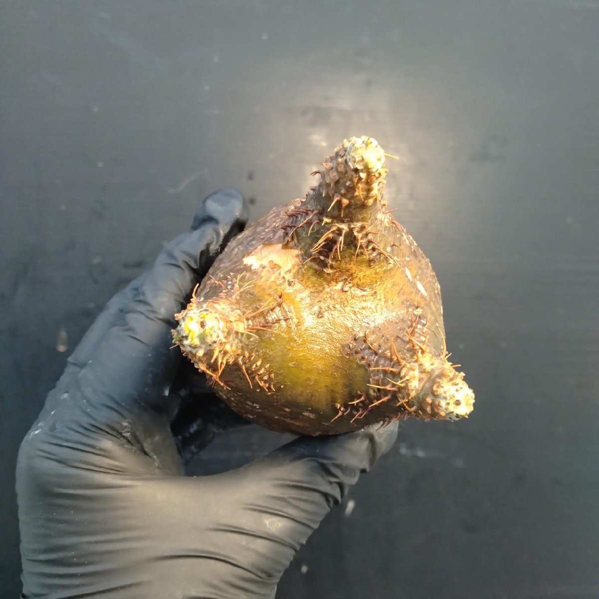 2180 「塊根植物」パキポディウム グラキリス  抜き苗【10/14最新到着・根切確認済・ P.gracilius・多肉植物】の画像3